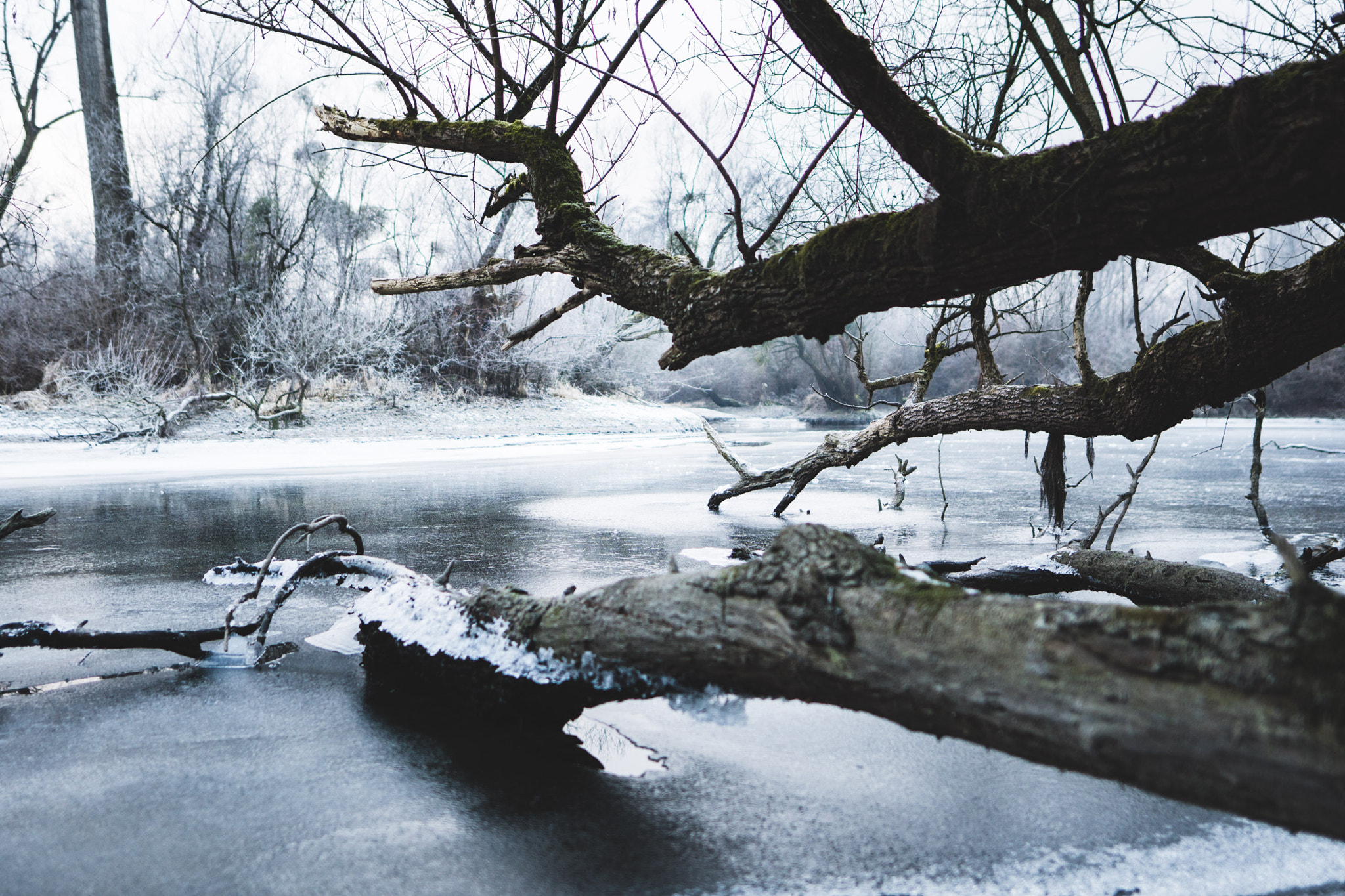 Sigma 20mm F1.4 DG HSM Art sample photo. Winter freistett photography