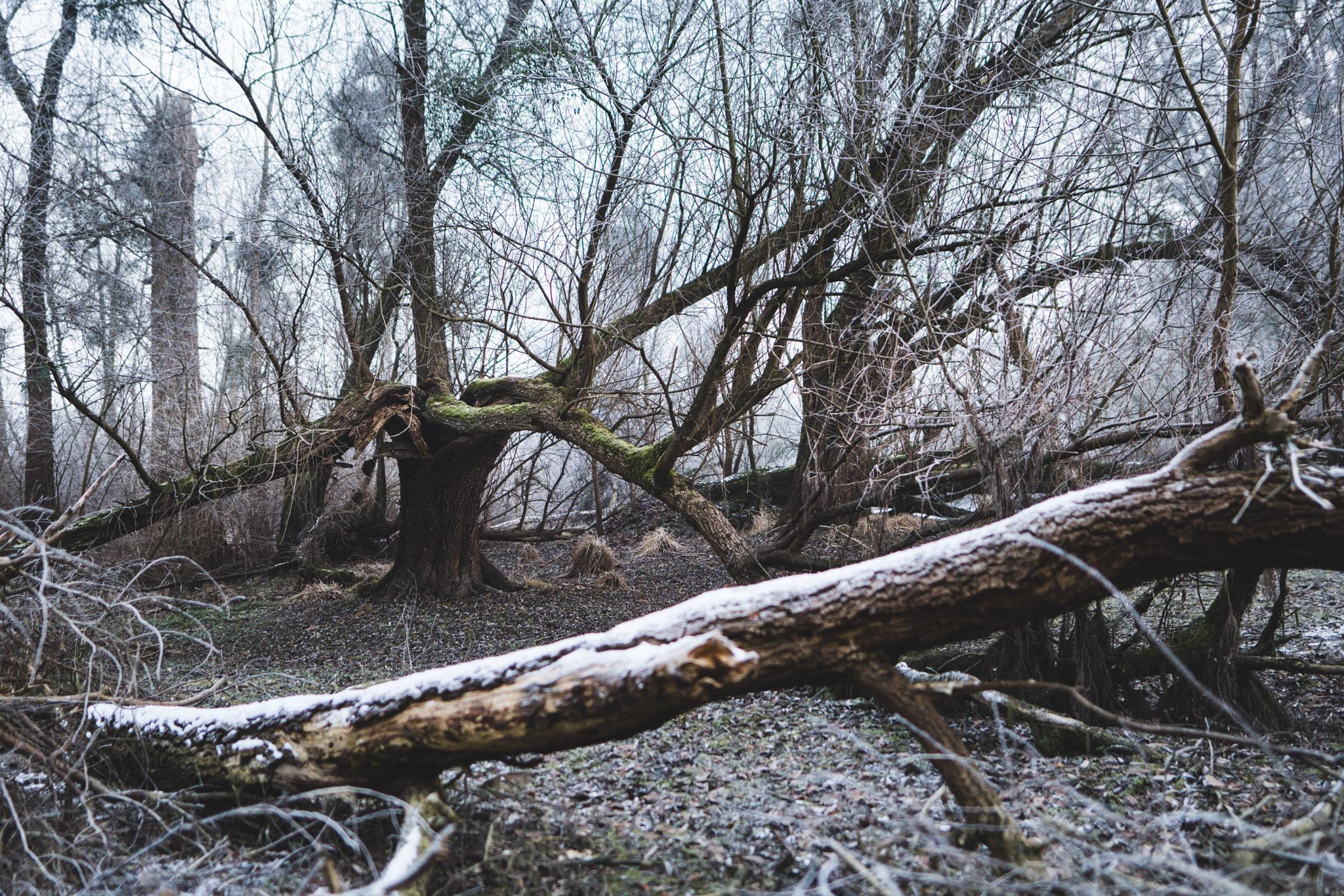 Sony a6500 + Sigma 20mm F1.4 DG HSM Art sample photo. Winter freistett photography