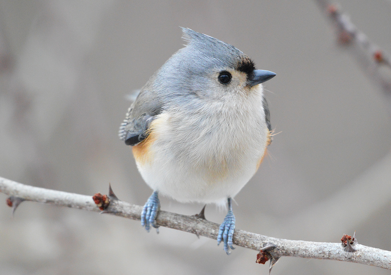 Nikon AF-S Nikkor 200-500mm F5.6E ED VR sample photo. Tufted titmouse photography