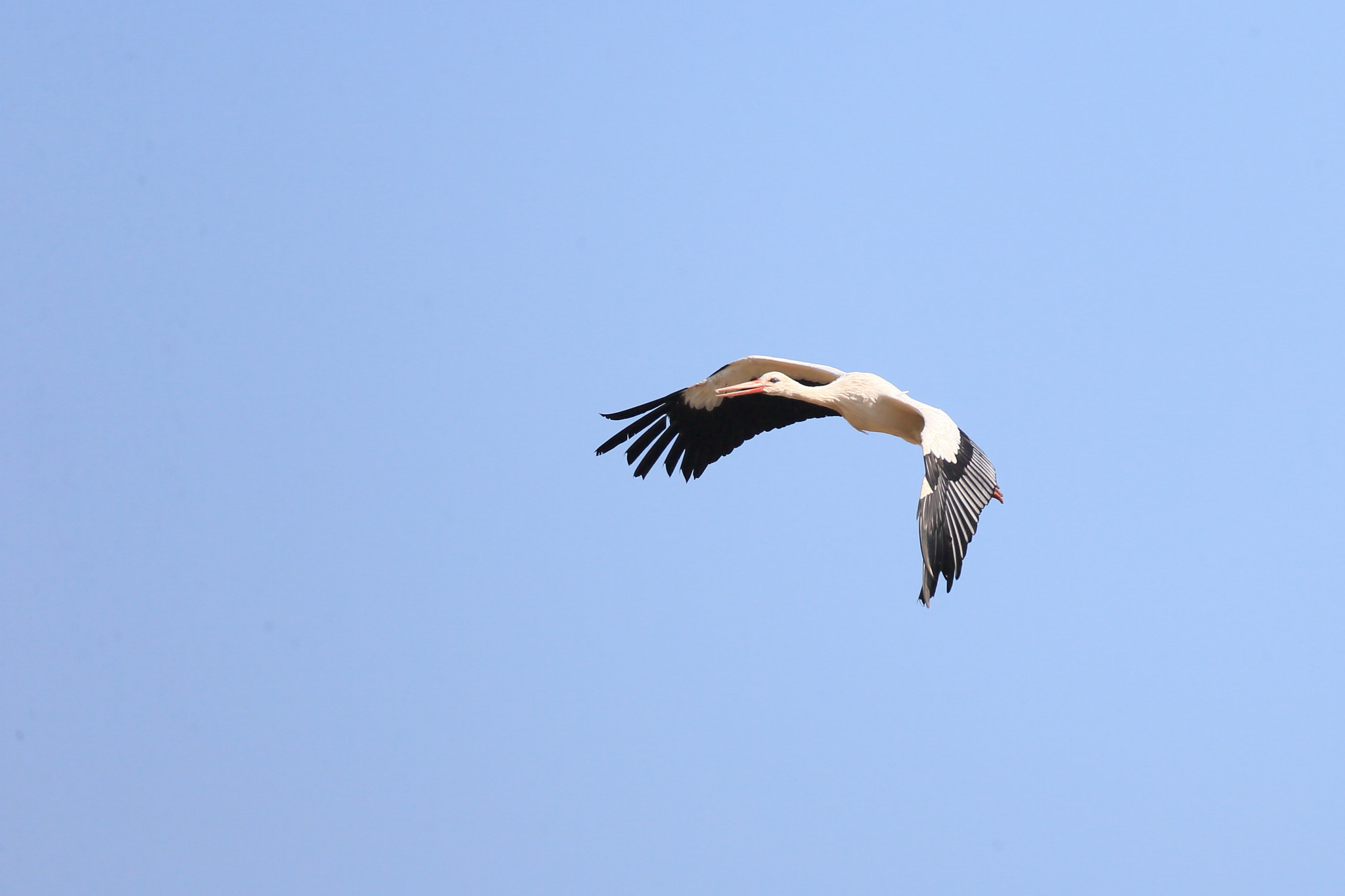 Canon EF 800mm F5.6L IS USM sample photo. シュバシコウ white stork photography