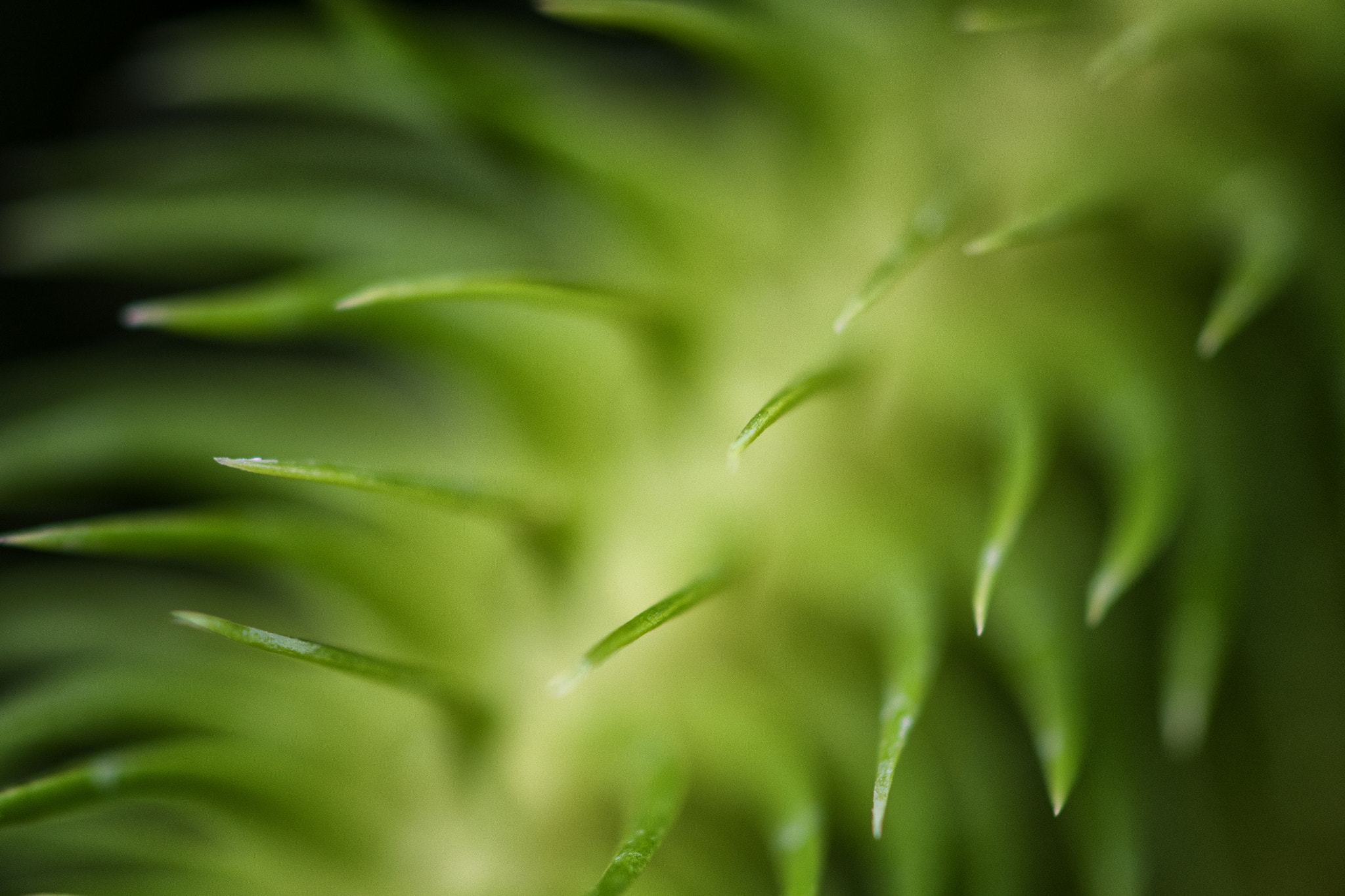 Nikon AF-S DX Micro-Nikkor 85mm F3.5G ED VR sample photo. Green macro photography
