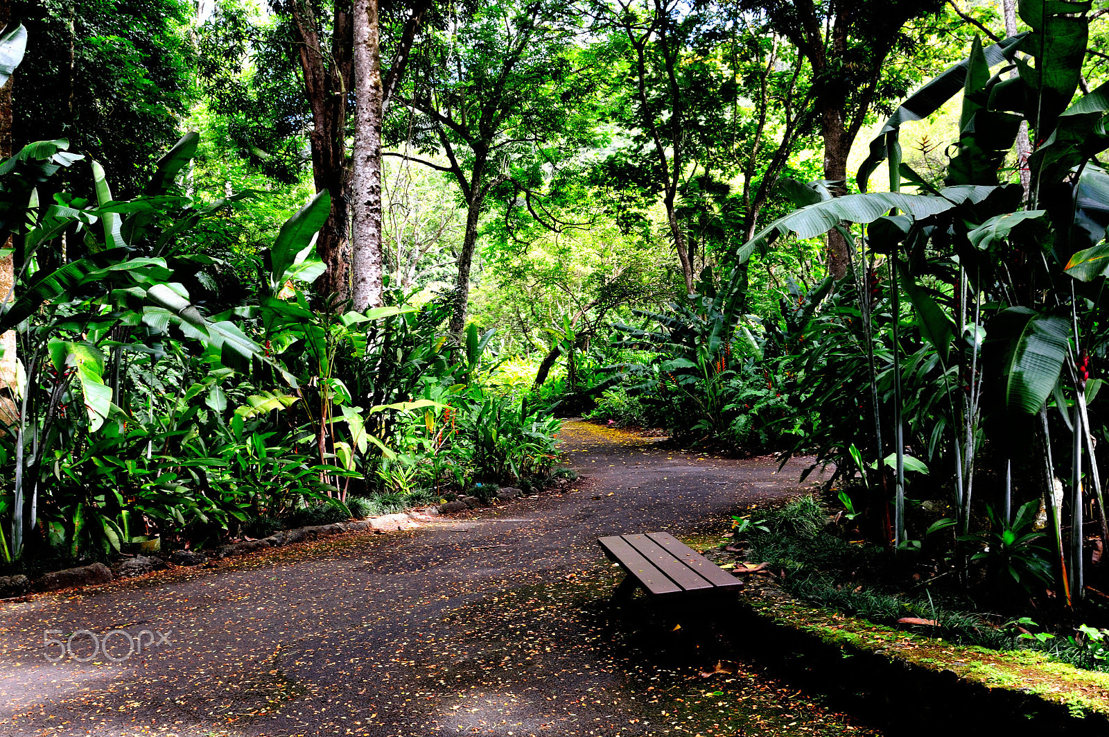 Nikon D300S sample photo. Path photography
