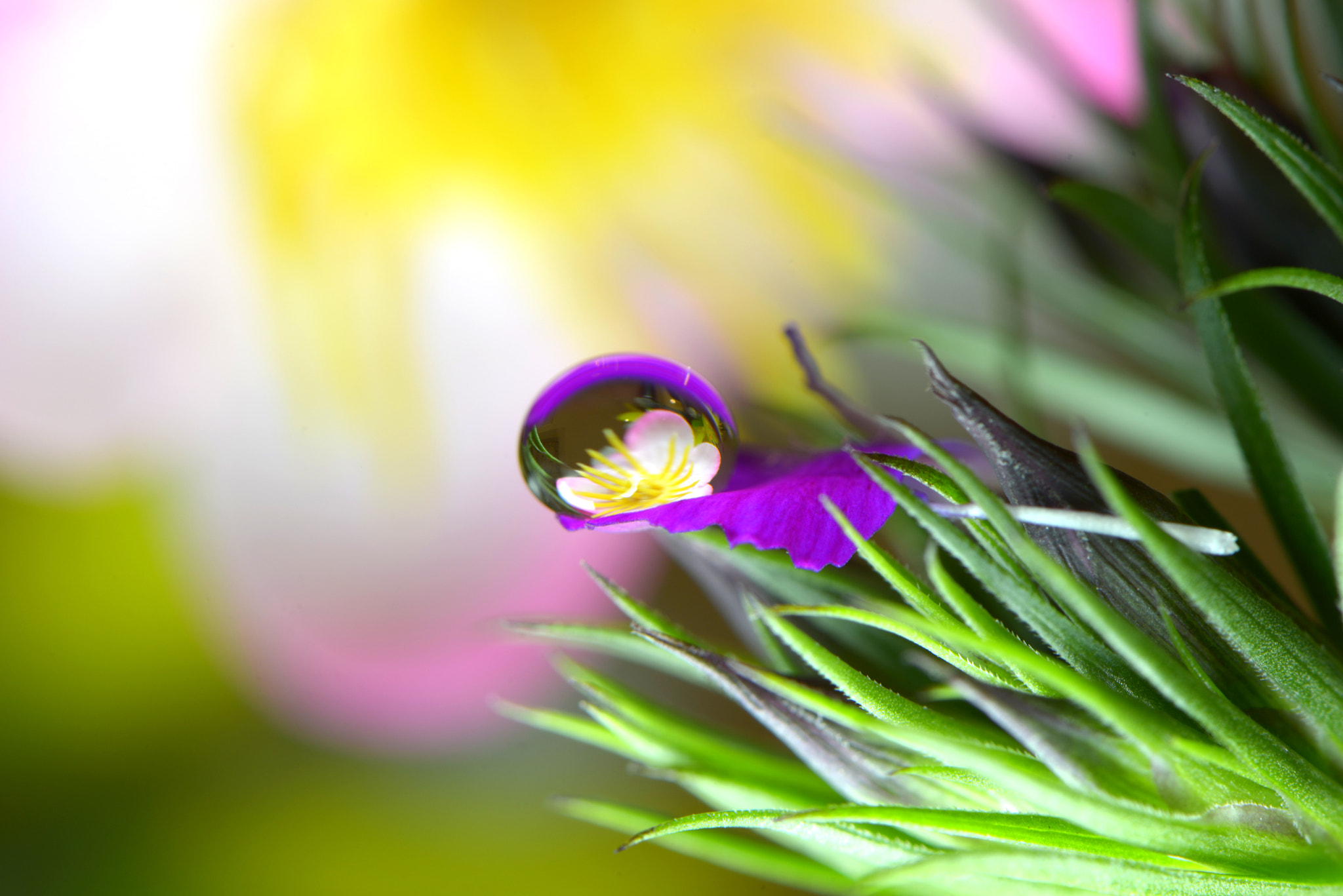 Nikon D800 sample photo. Water drop ! photography