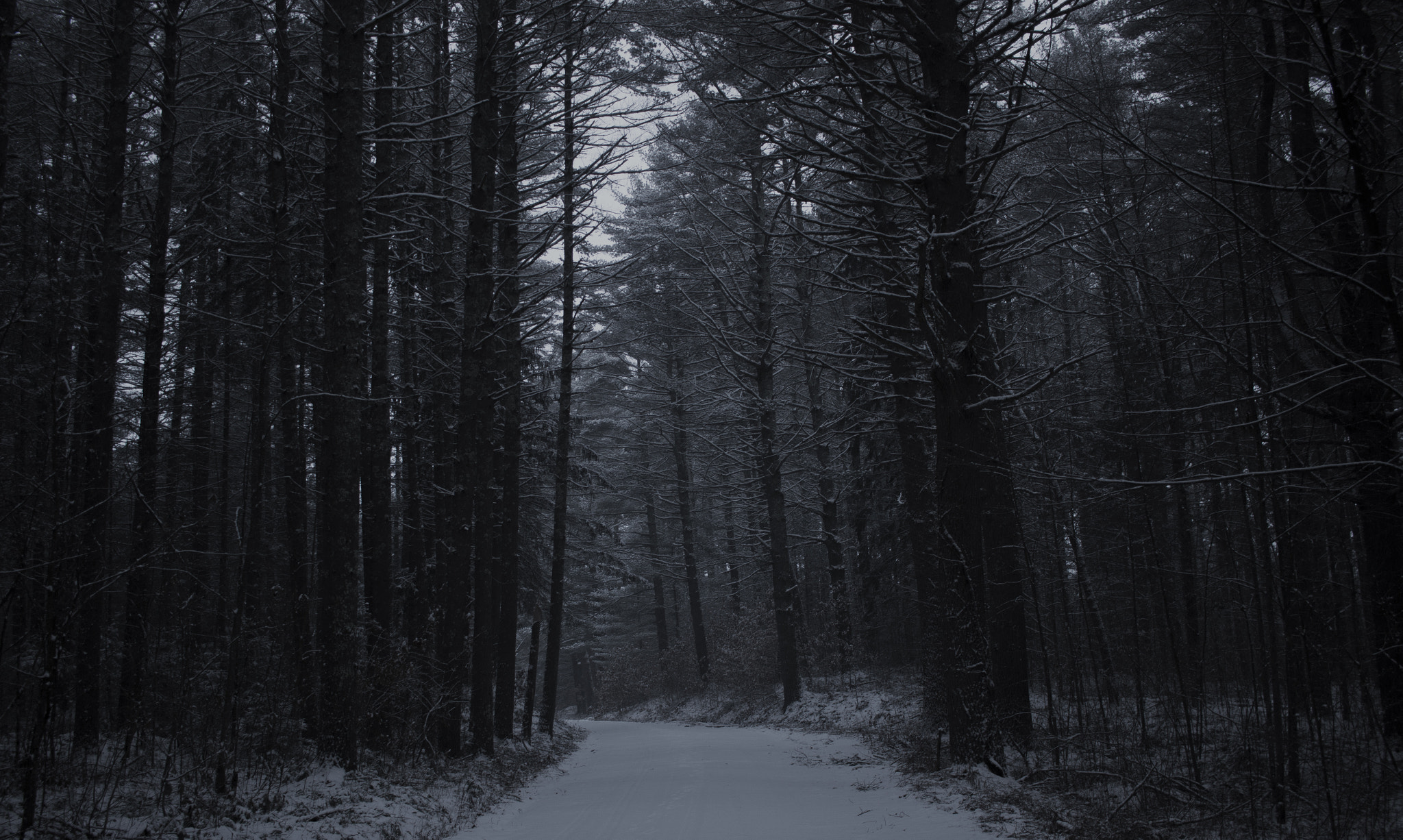Canon EF-S 24mm F2.8 STM sample photo. Path in the dark photography