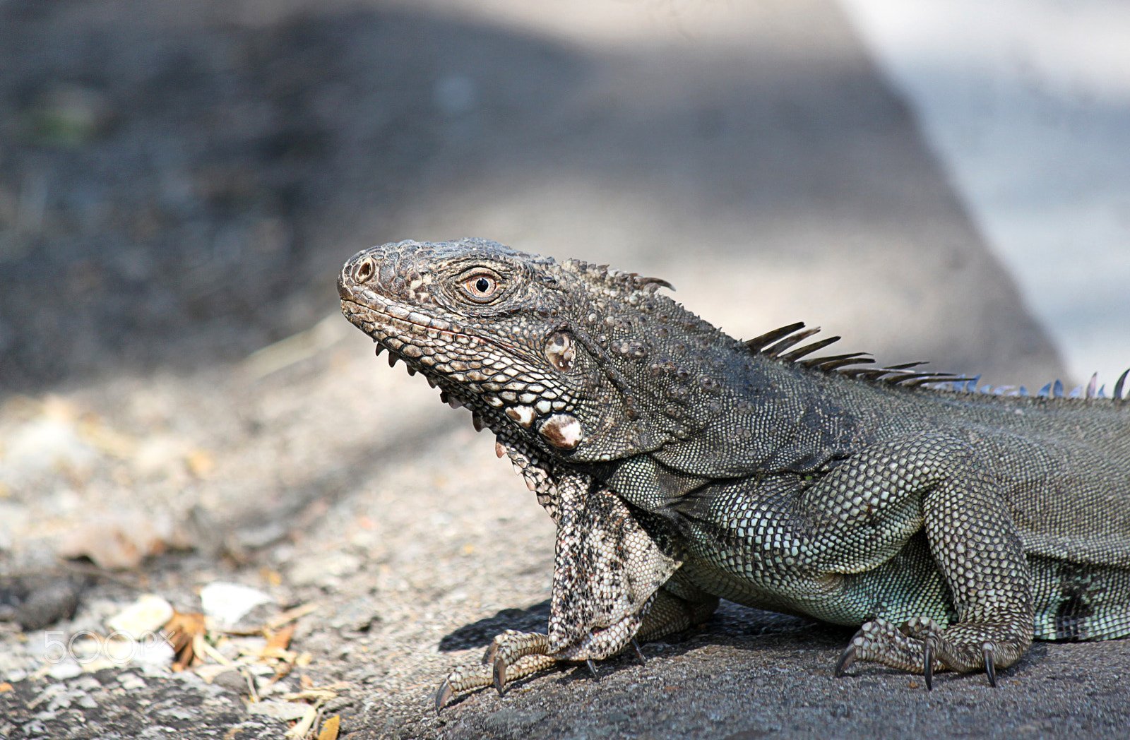 Canon EF-S 55-250mm F4-5.6 IS sample photo. Iguana photography