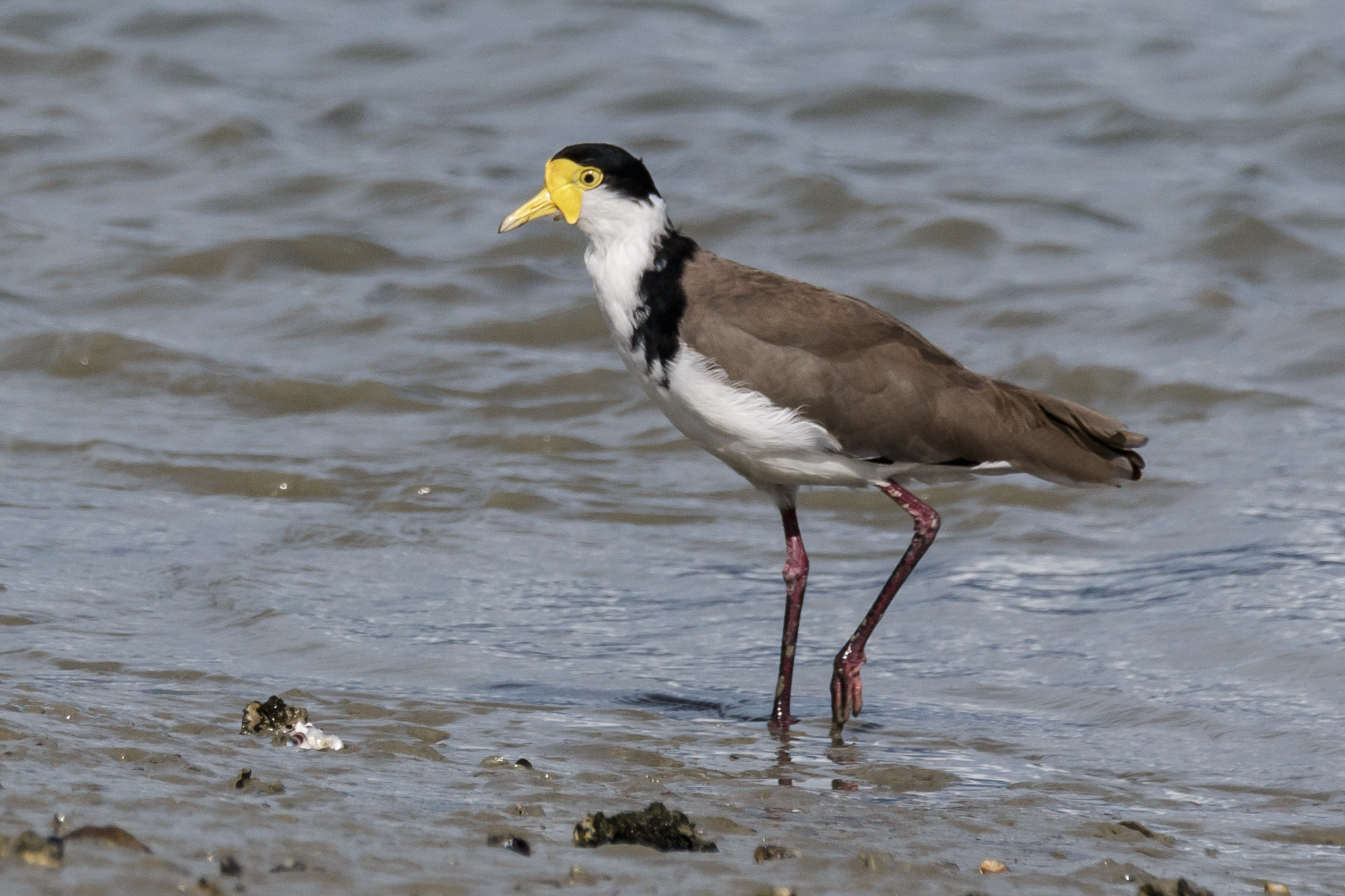 Sigma 150-600mm F5-6.3 DG OS HSM | C sample photo. Masked lapwing photography