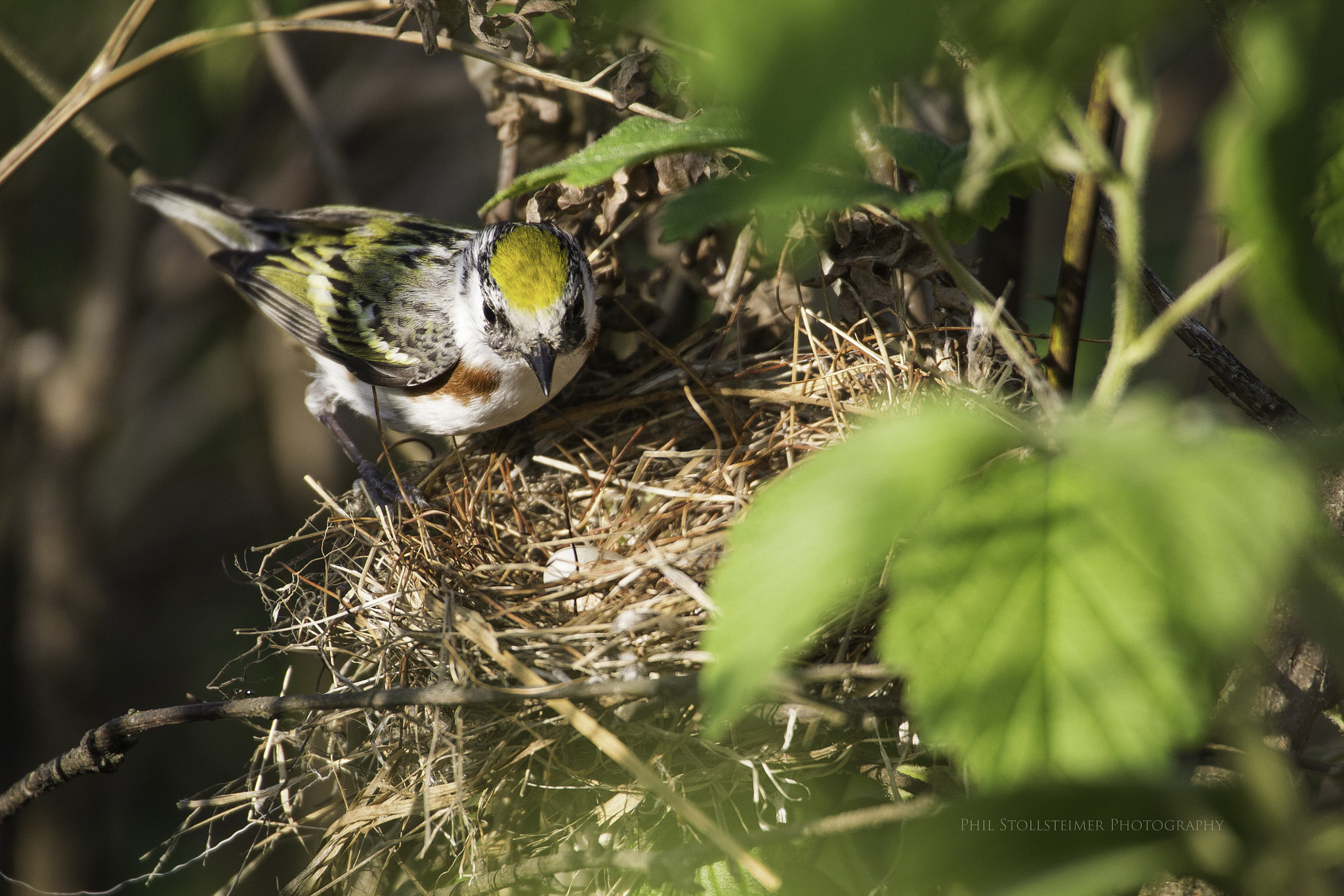 Canon EOS 600D (Rebel EOS T3i / EOS Kiss X5) sample photo. Chestnut-sided warbler at nest photography