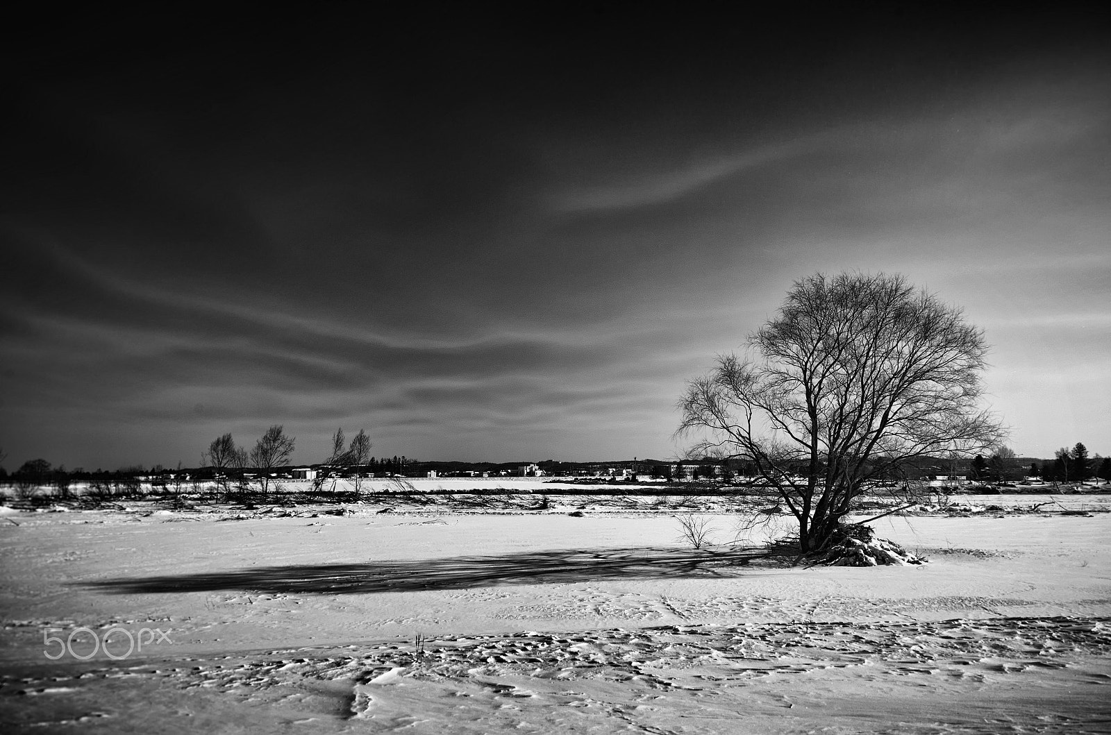 Sigma 17-70mm F2.8-4 DC Macro OS HSM sample photo. Winter tree, japan photography