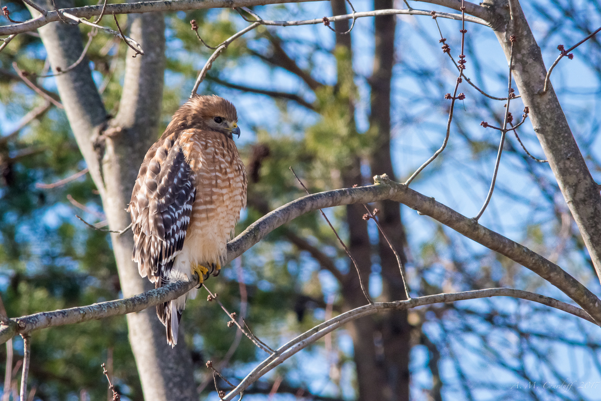 Nikon D800 + AF Nikkor 300mm f/4 IF-ED sample photo. Amc photography