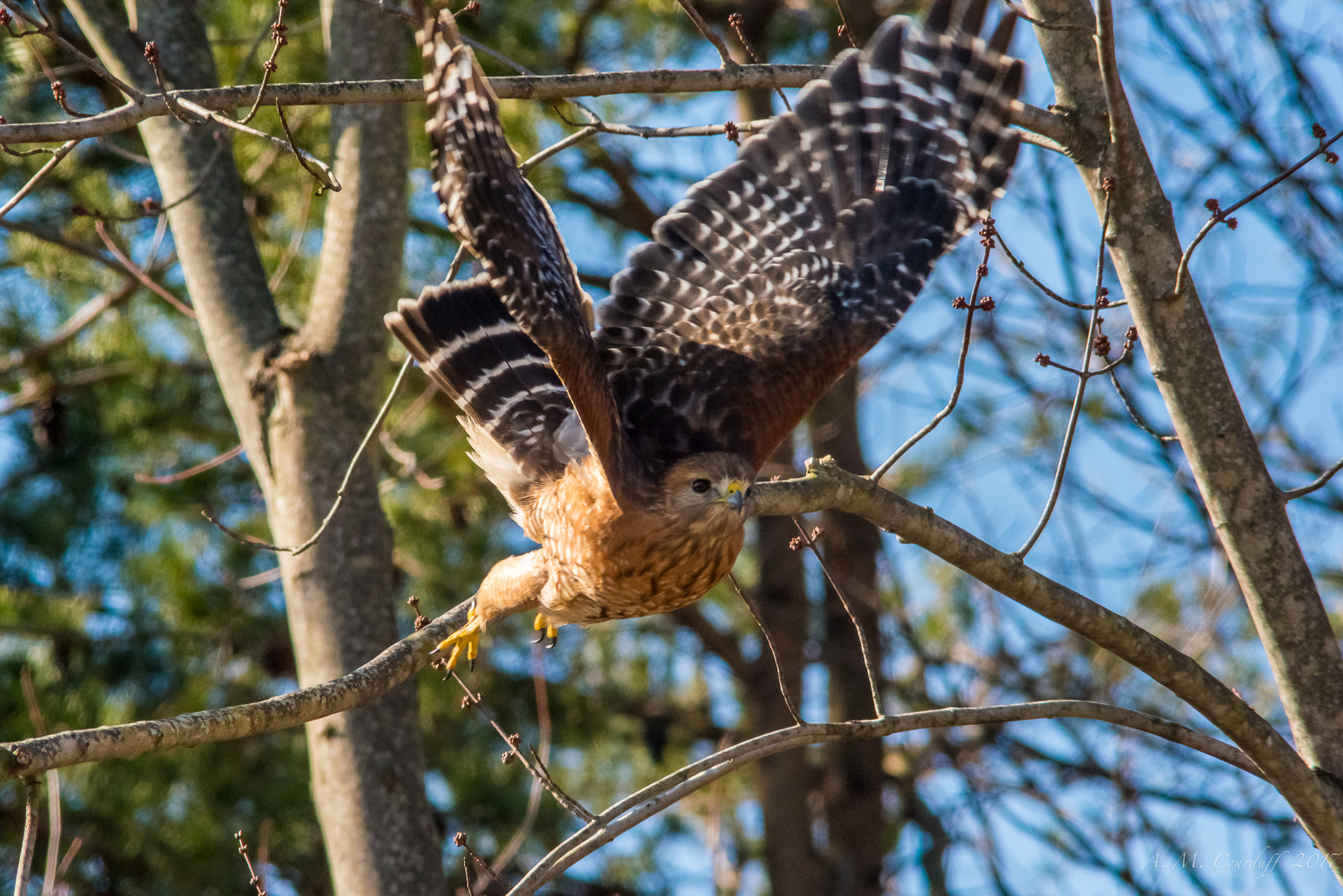 Nikon D800 + AF Nikkor 300mm f/4 IF-ED sample photo. Amc photography