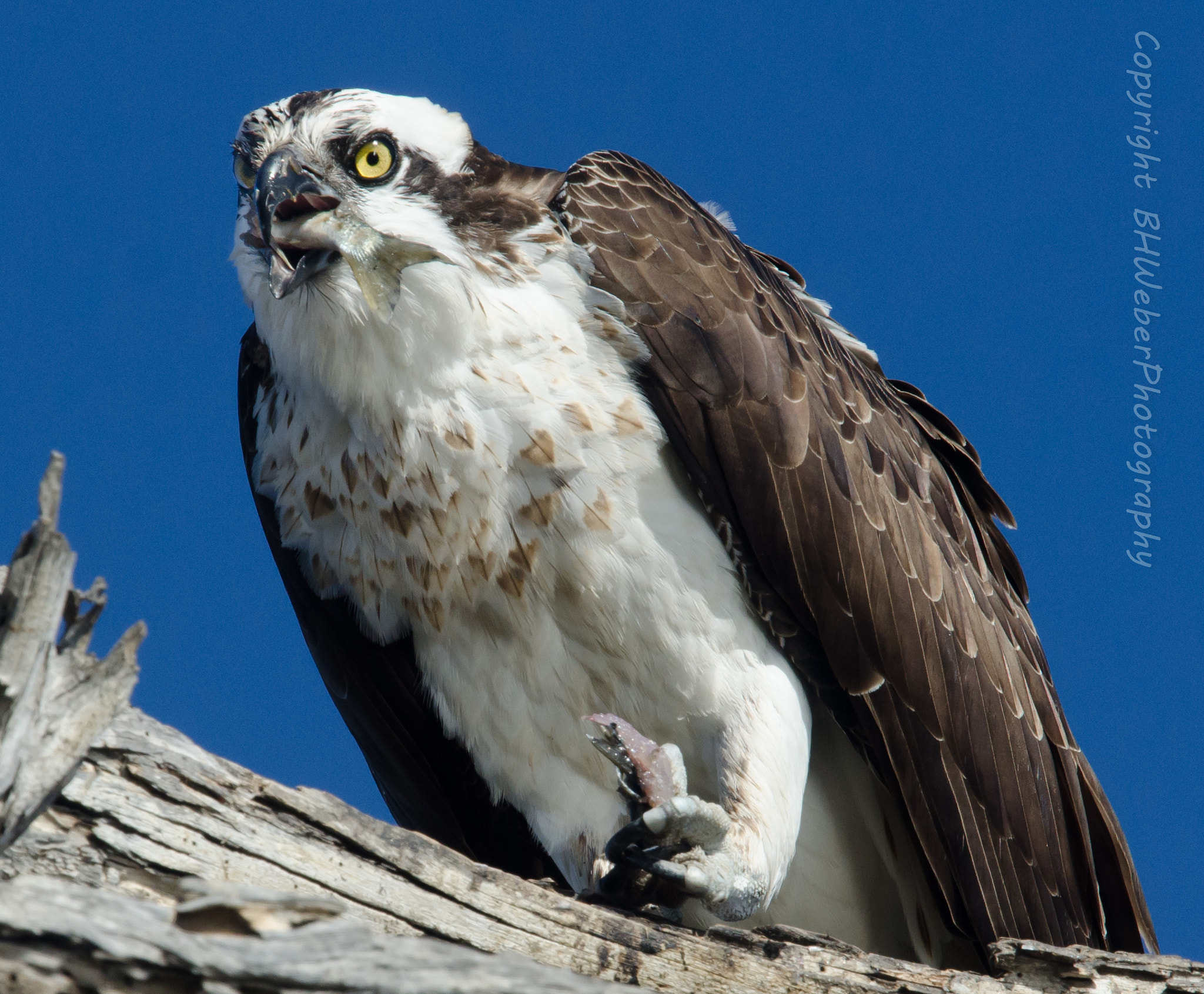 Nikon Nikkor AF-S 300mm F4E PF ED VR sample photo. Dont talk with your mouth full! photography