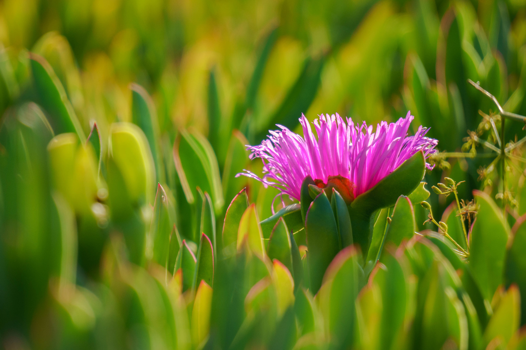 Sony E 55-210mm F4.5-6.3 OSS sample photo. Ice plant blossom photography