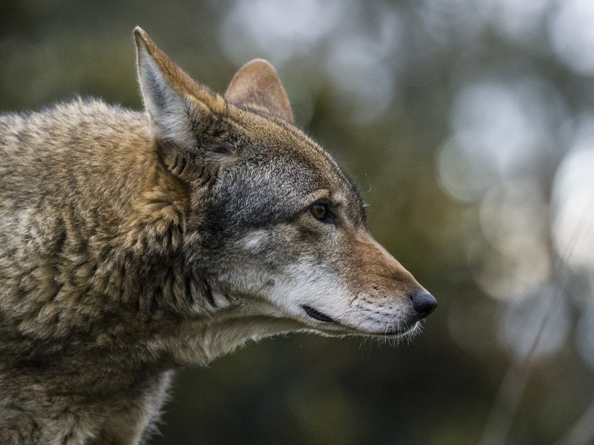 Olympus OM-D E-M1 Mark II + OLYMPUS M.300mm F4.0 sample photo. Red wolf photography