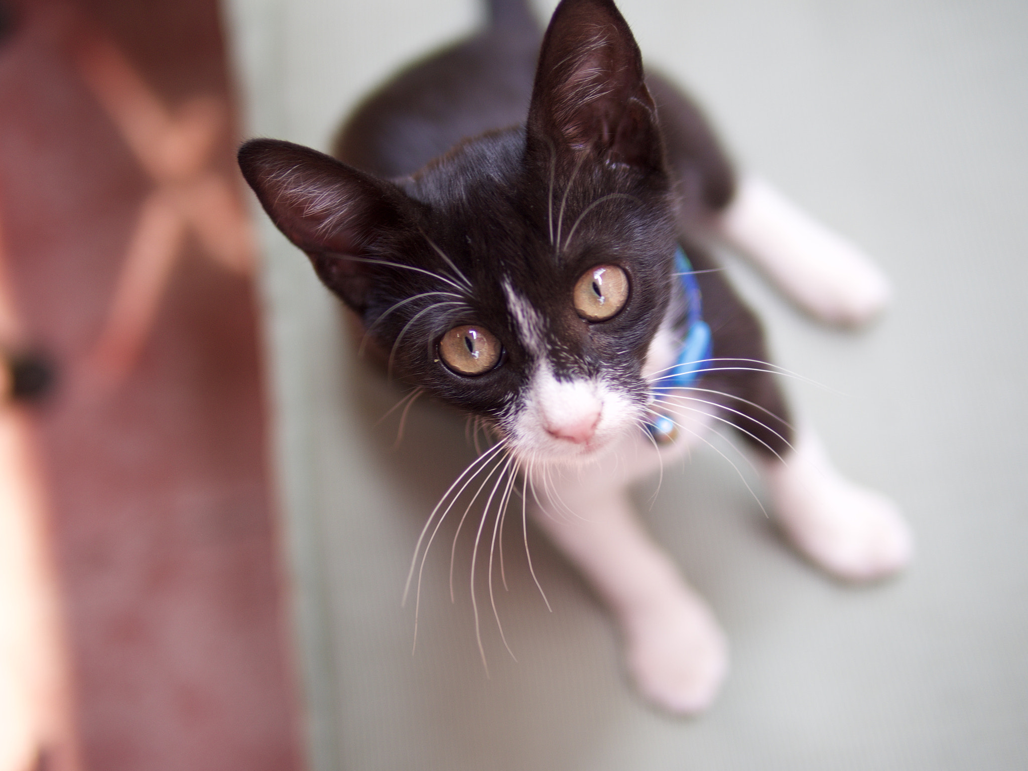Panasonic Leica DG Summilux 25mm F1.4 II ASPH sample photo. Cats of istanbul. photography