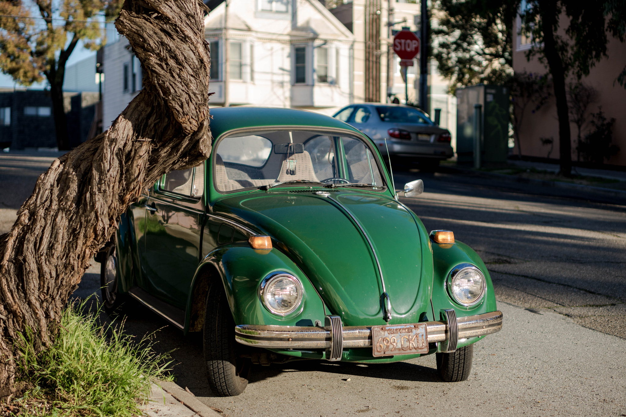 E 50mm F1.8 OSS sample photo. Bug photography