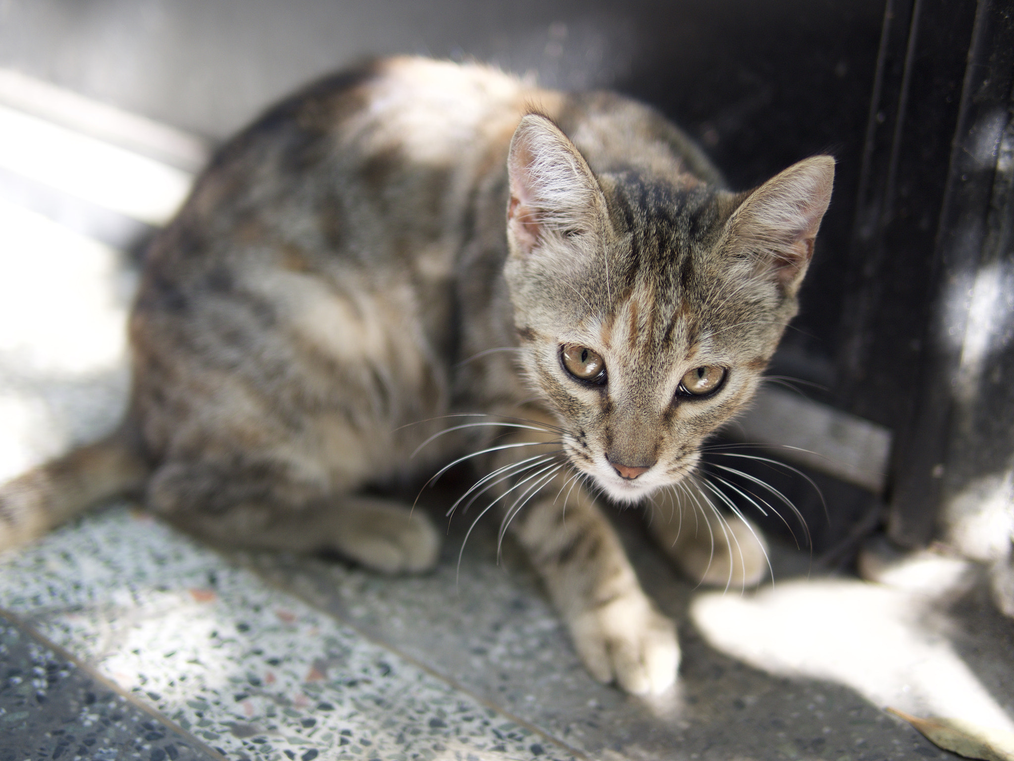 Olympus OM-D E-M5 + Panasonic Leica DG Summilux 25mm F1.4 II ASPH sample photo. Cats of istanbul. photography