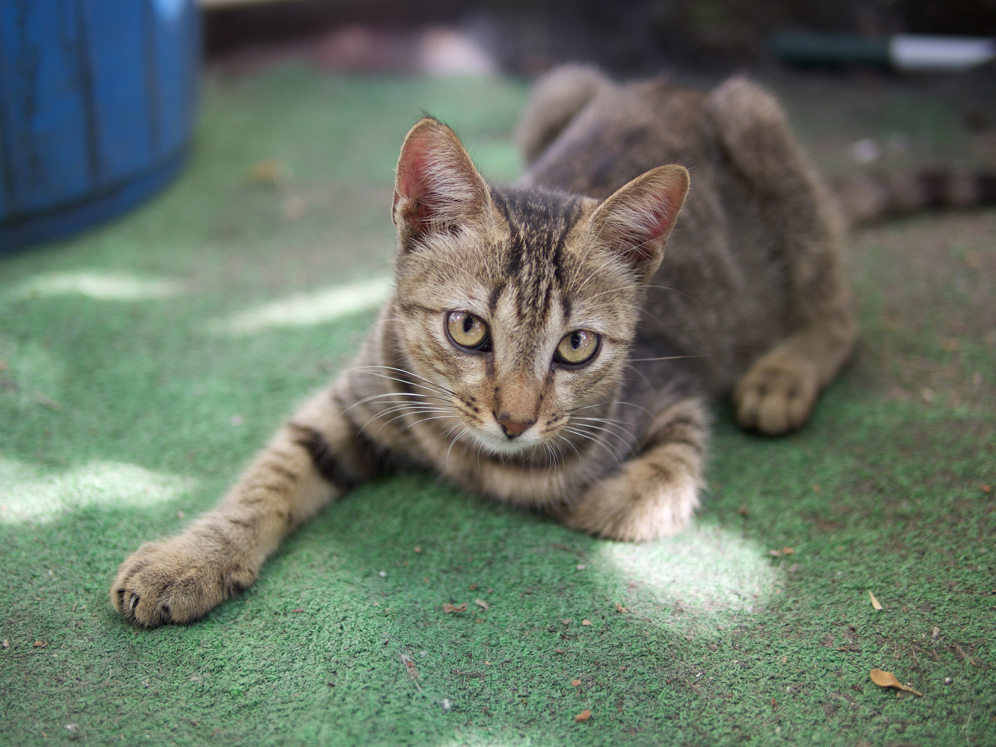Panasonic Leica DG Summilux 25mm F1.4 II ASPH sample photo. Cats of istanbul. photography