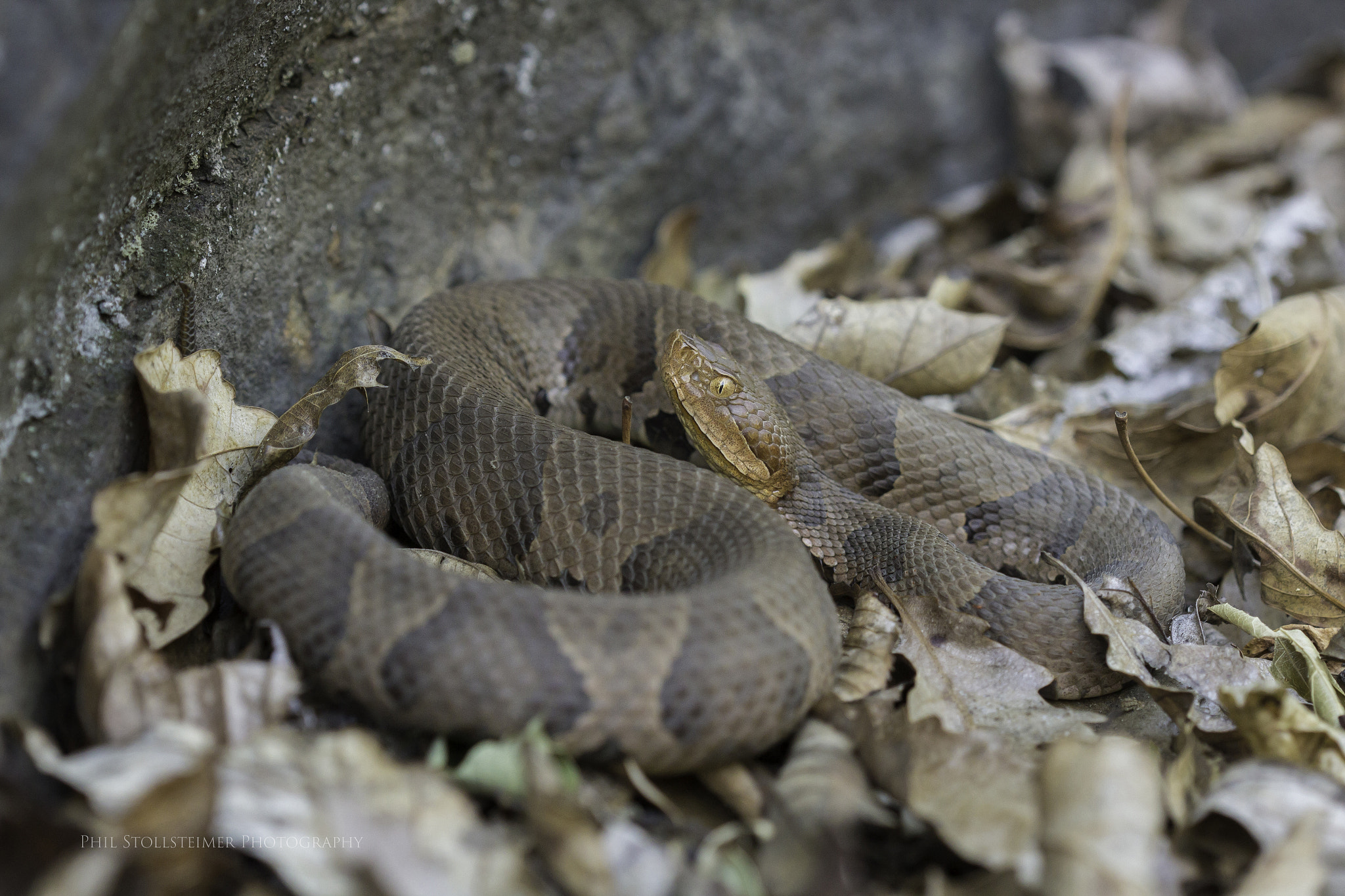 Canon EF 100mm F2.8 Macro USM sample photo. Northern copperhead photography