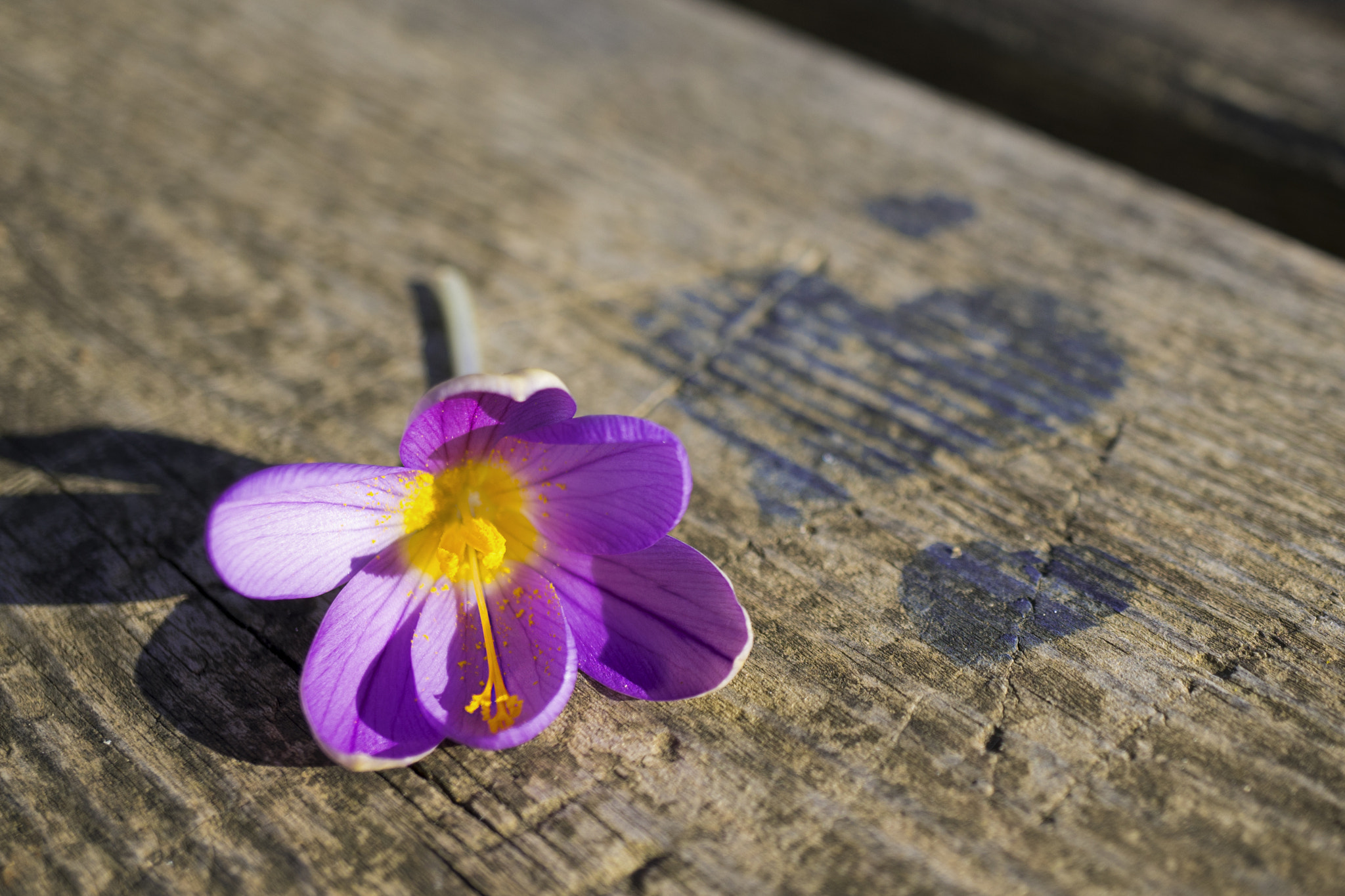 Sony a7R II + Sony E 30mm F3.5 Macro sample photo. Flower with heart photography