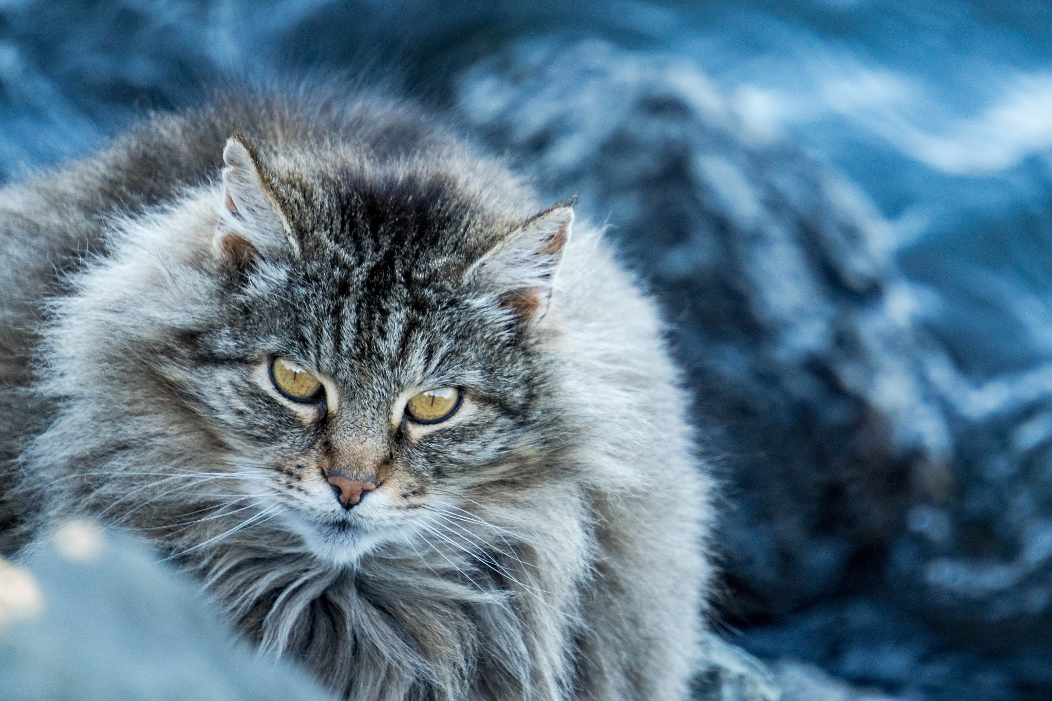 Sony E 55-210mm F4.5-6.3 OSS sample photo. Intense cat stares photography