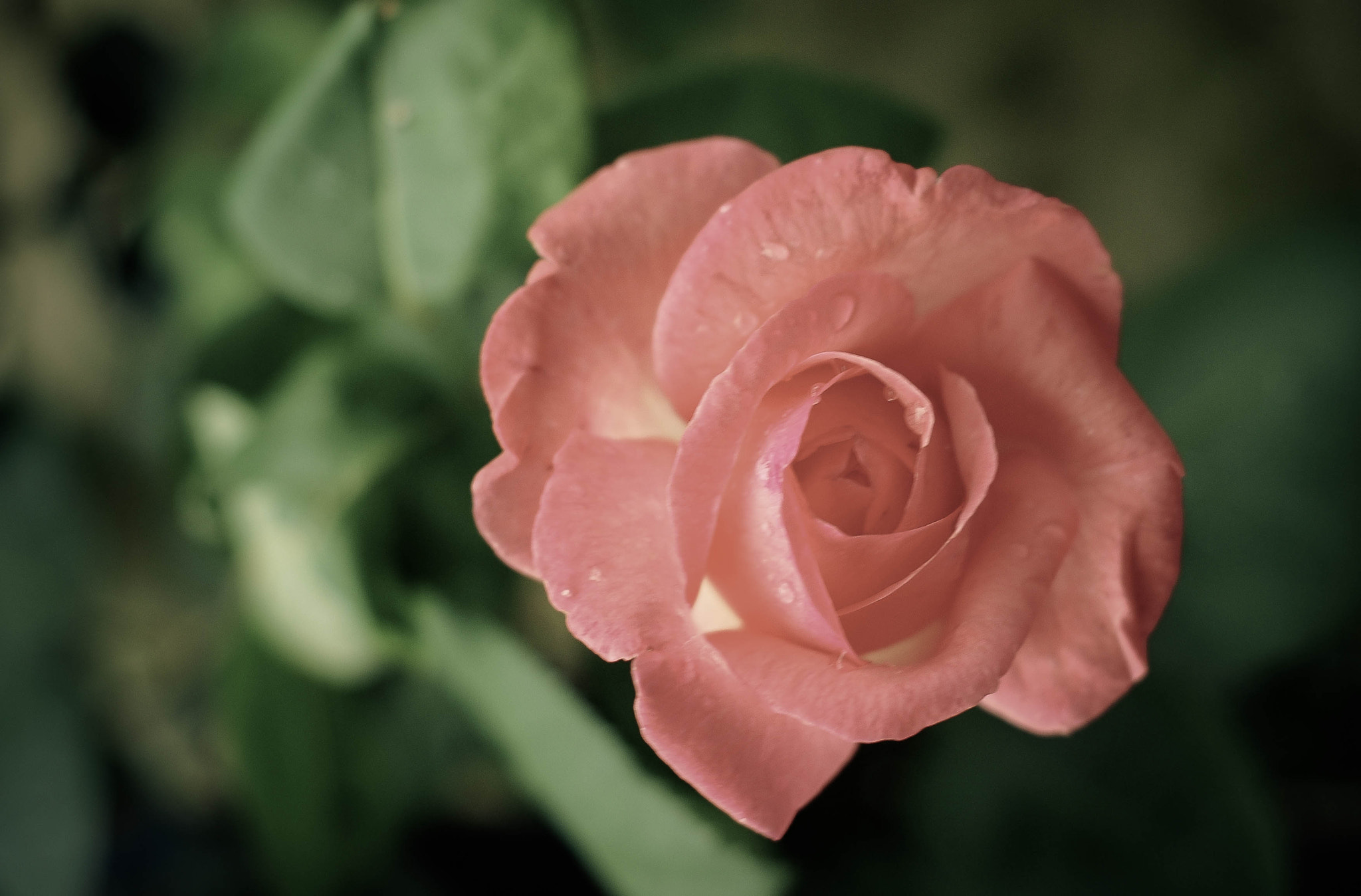 Nikon D80 + Nikon AF Nikkor 50mm F1.8D sample photo. Vintage rose photography