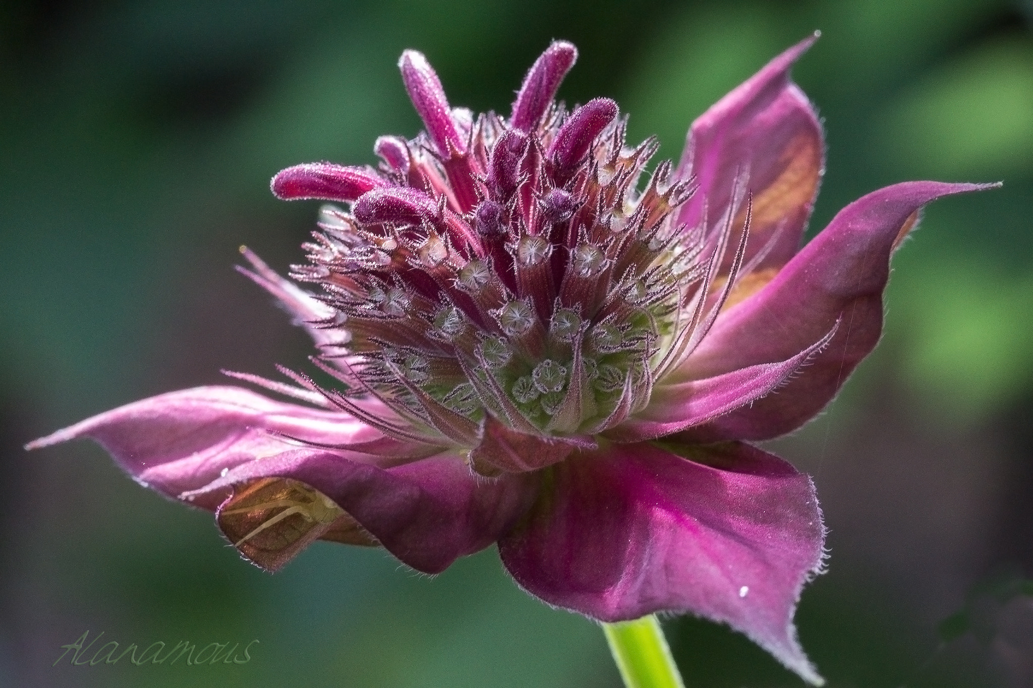 Canon EF-S 60mm F2.8 Macro USM sample photo. Bee balm photography