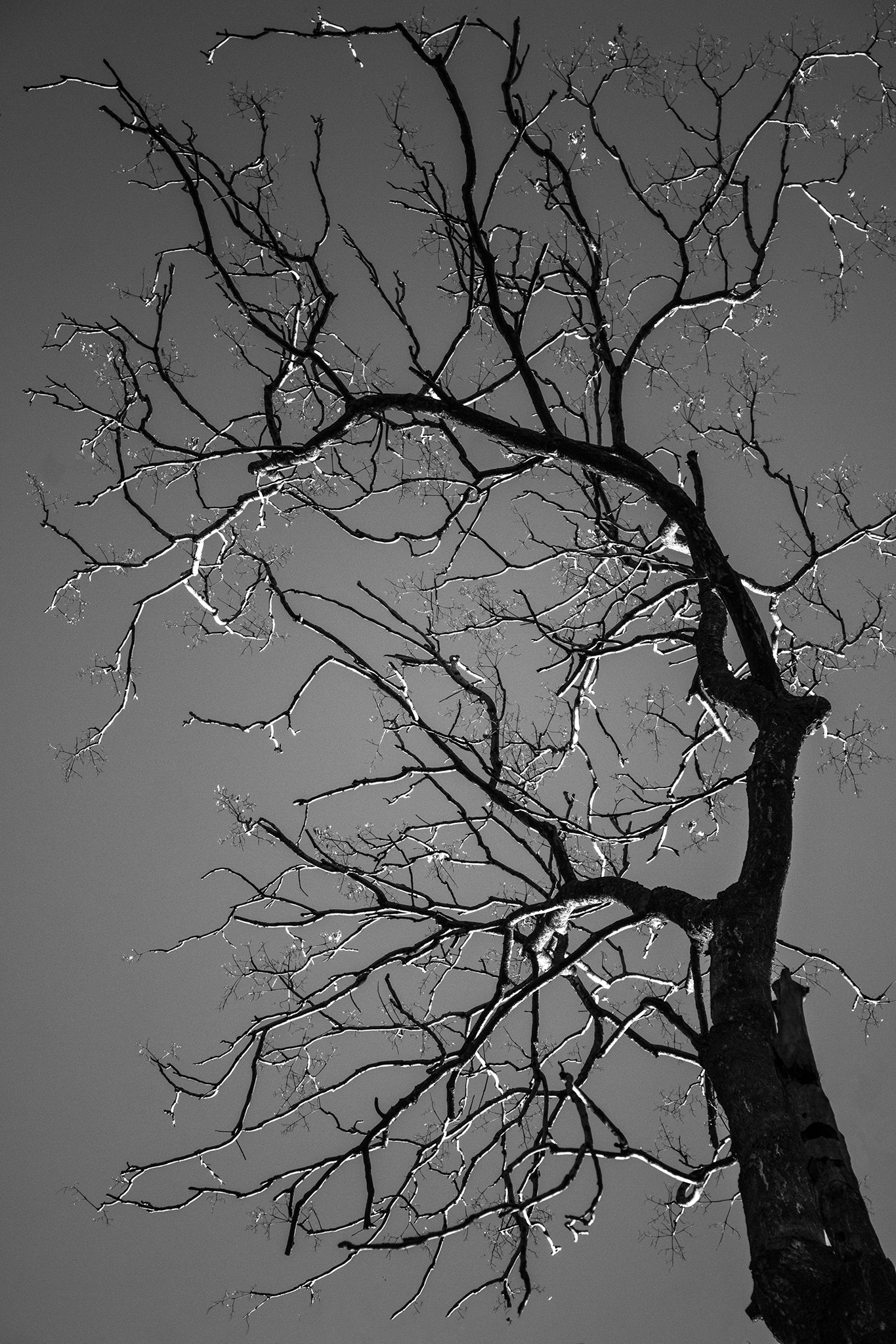 Canon EF-S 18-55mm F3.5-5.6 IS sample photo. "strain, dismay and fear" photography