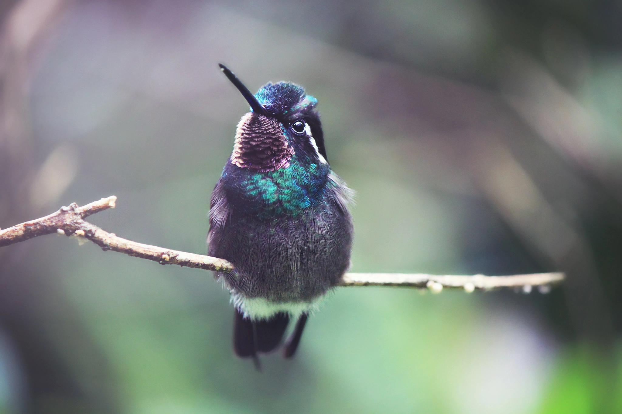 Canon EOS 500D (EOS Rebel T1i / EOS Kiss X3) sample photo. Moody hummingbird photography