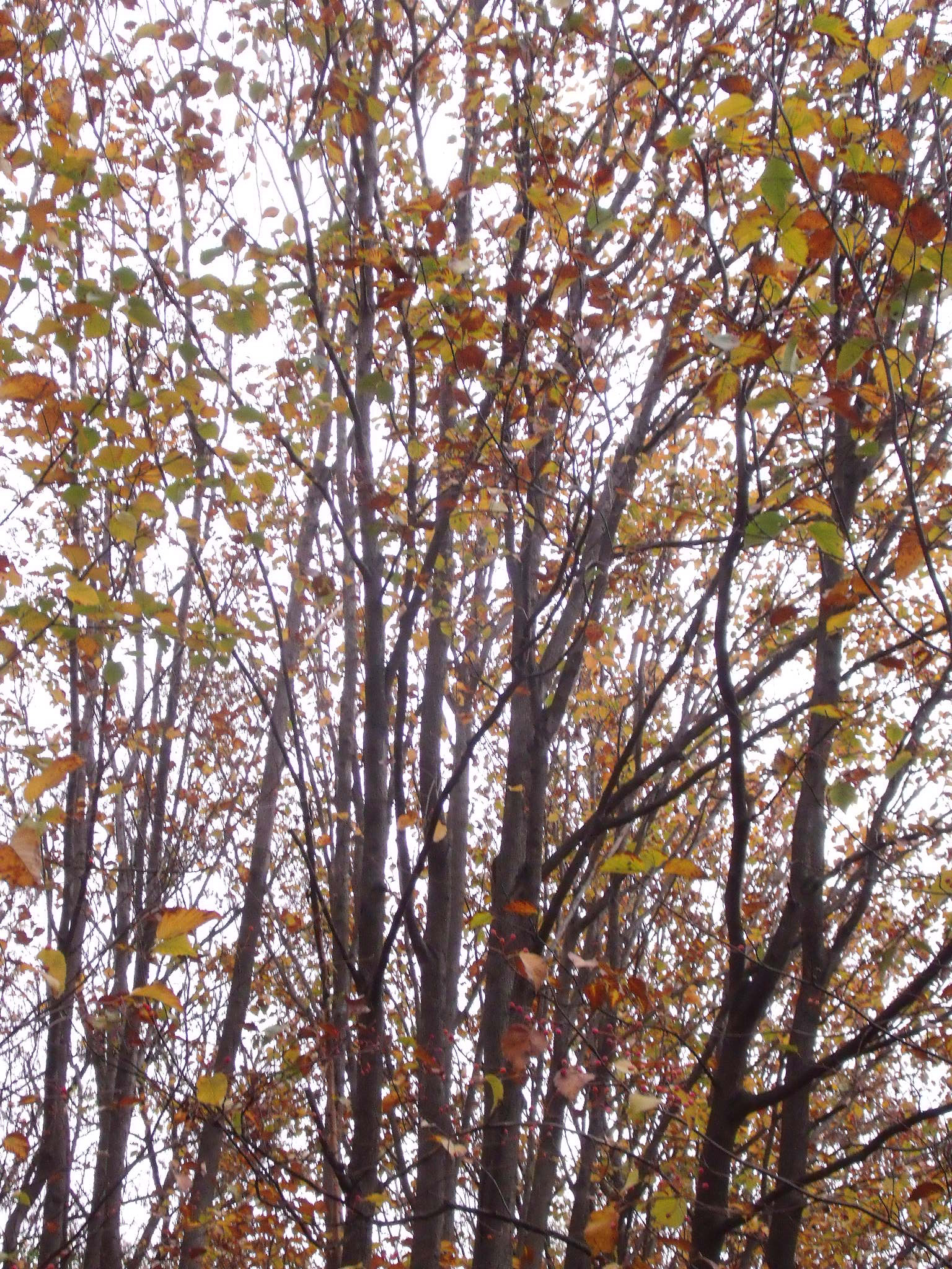 Fujifilm FinePix J110W sample photo. Autumn photography