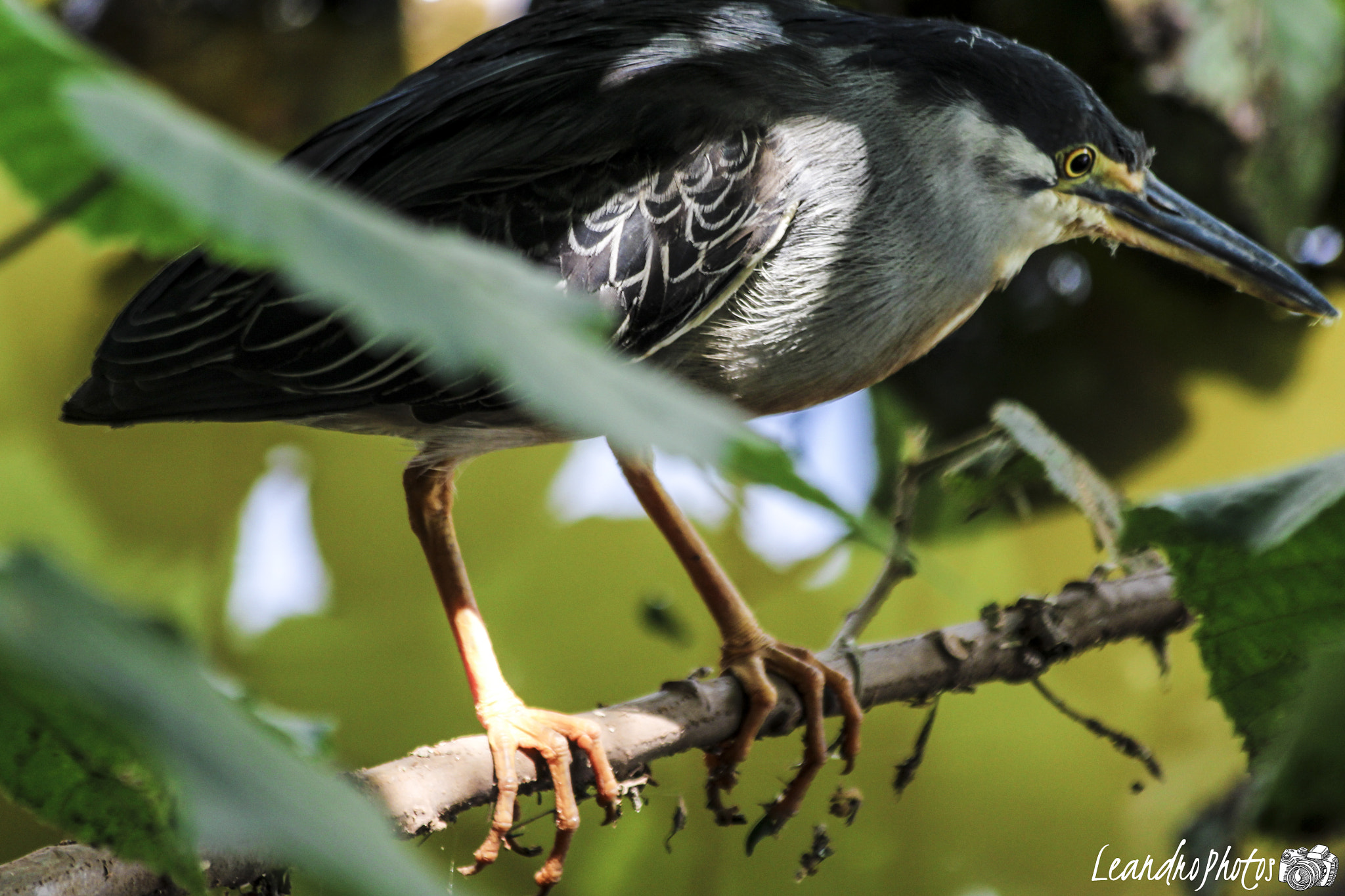 Canon EF 70-300mm F4-5.6 IS USM sample photo. Parque do ibirapuera  photography