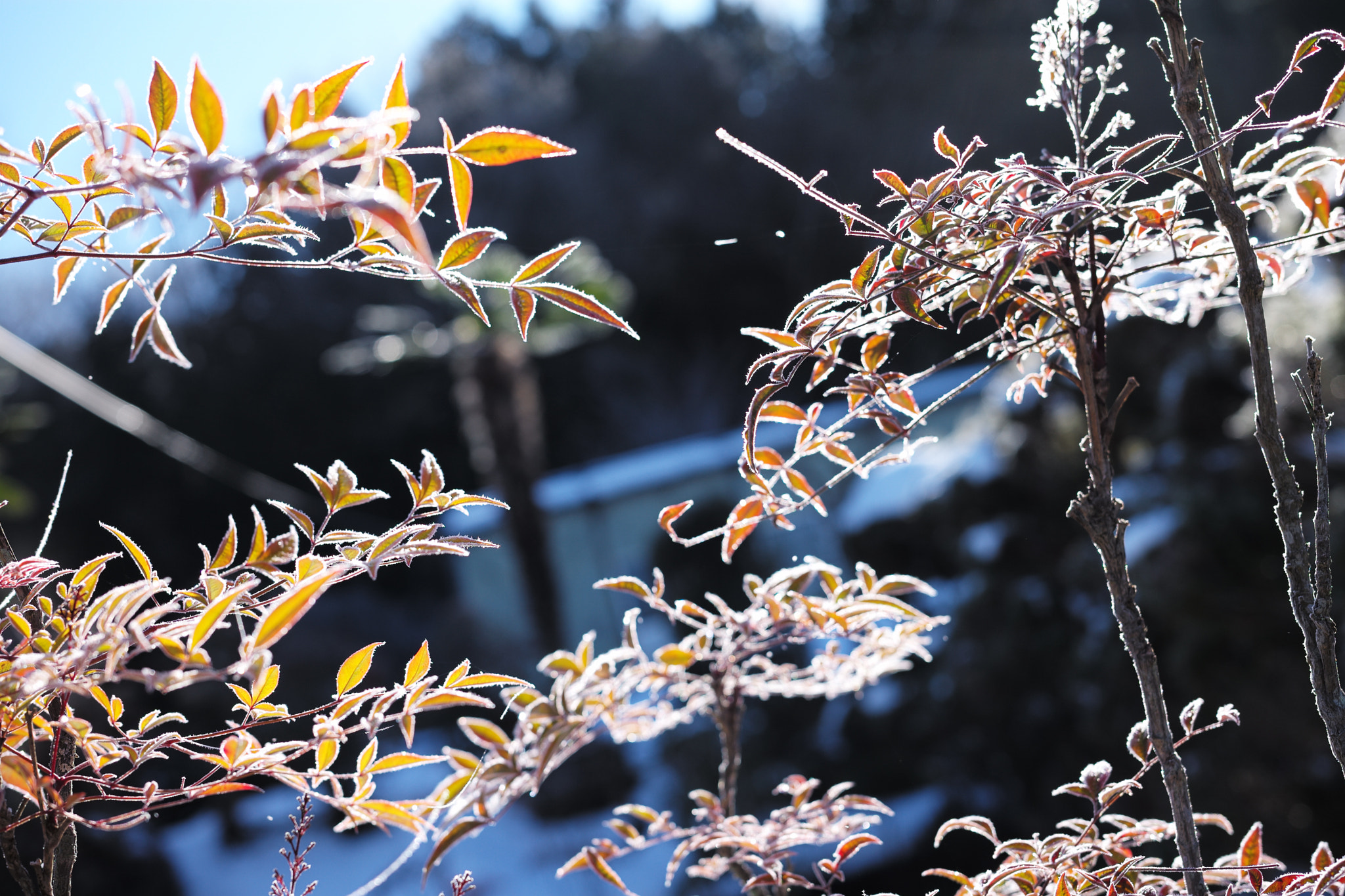 Leica APO-Summicron-M 50mm F2 ASPH sample photo. 2017 japan kougen photography