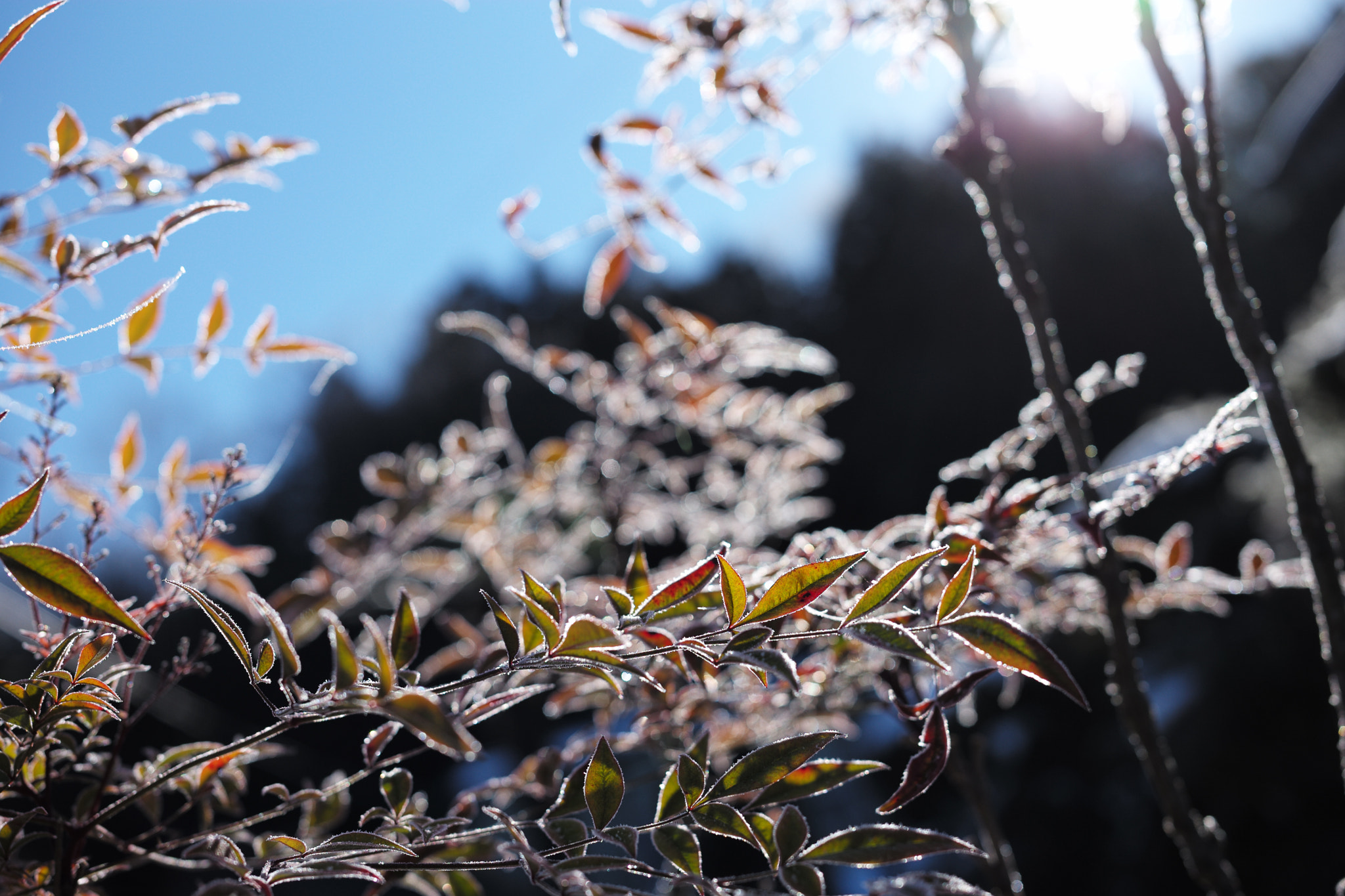 Leica APO-Summicron-M 50mm F2 ASPH sample photo. 2017 japan kougen photography