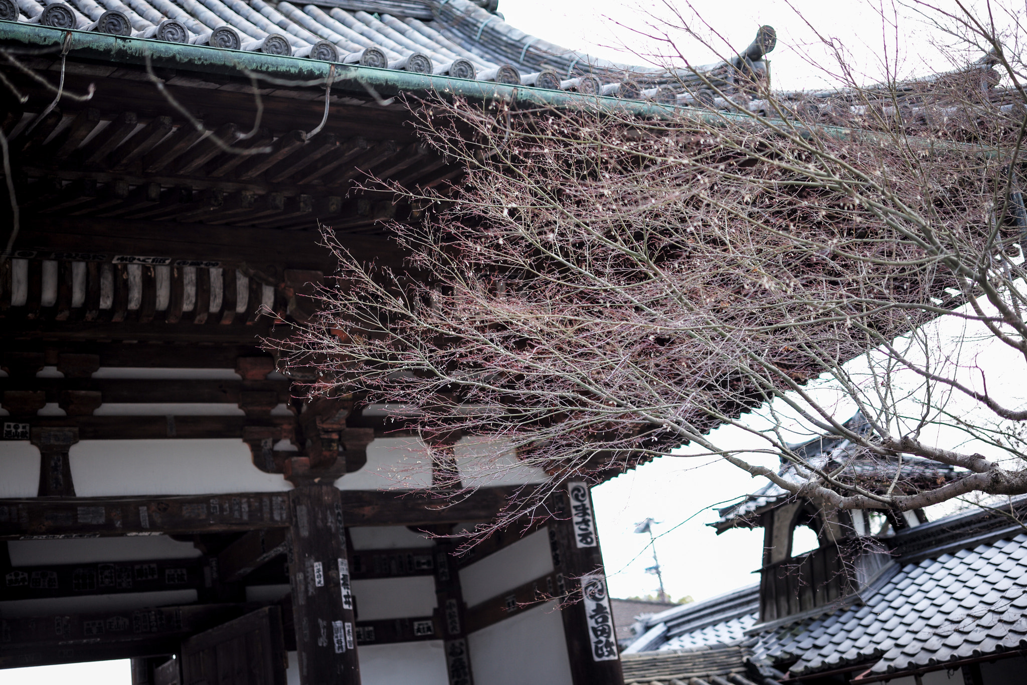 Leica APO-Summicron-M 50mm F2 ASPH sample photo. 2017 japan ishiyama-dera photography