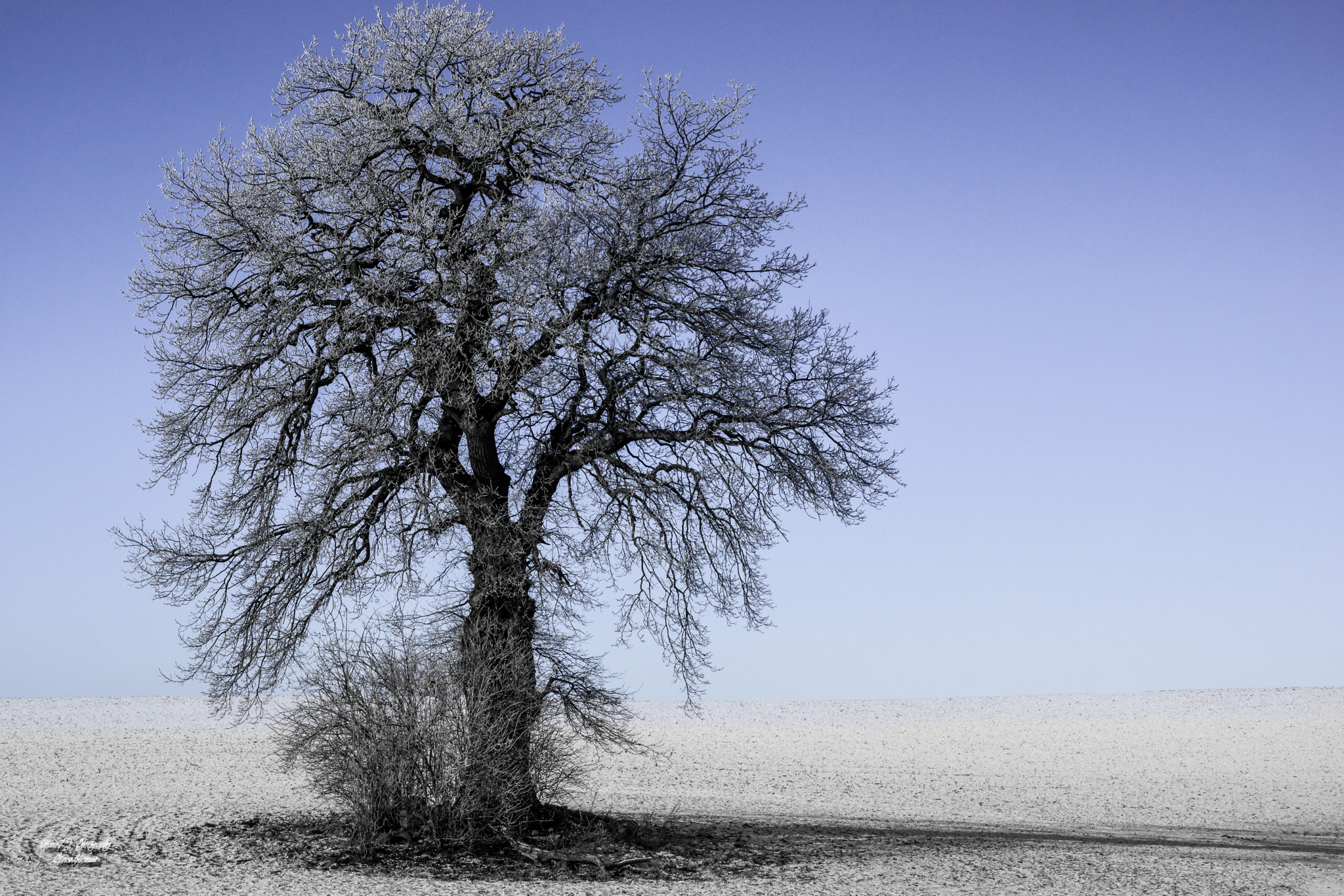 Sony SLT-A77 sample photo. Winter tree photography