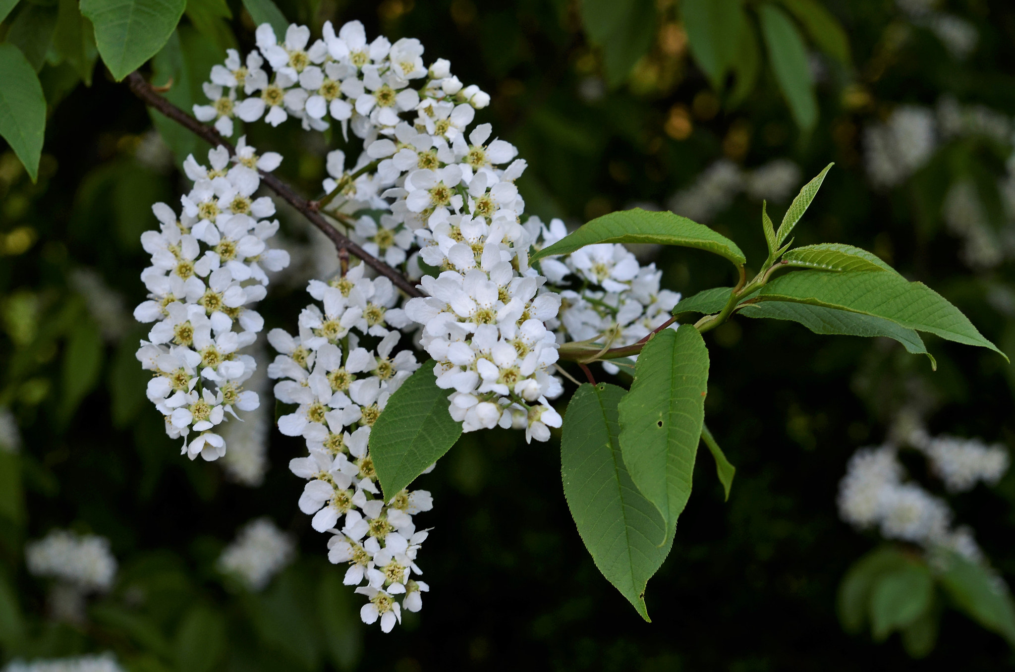 Nikon AF-S Micro-Nikkor 60mm F2.8G ED sample photo
