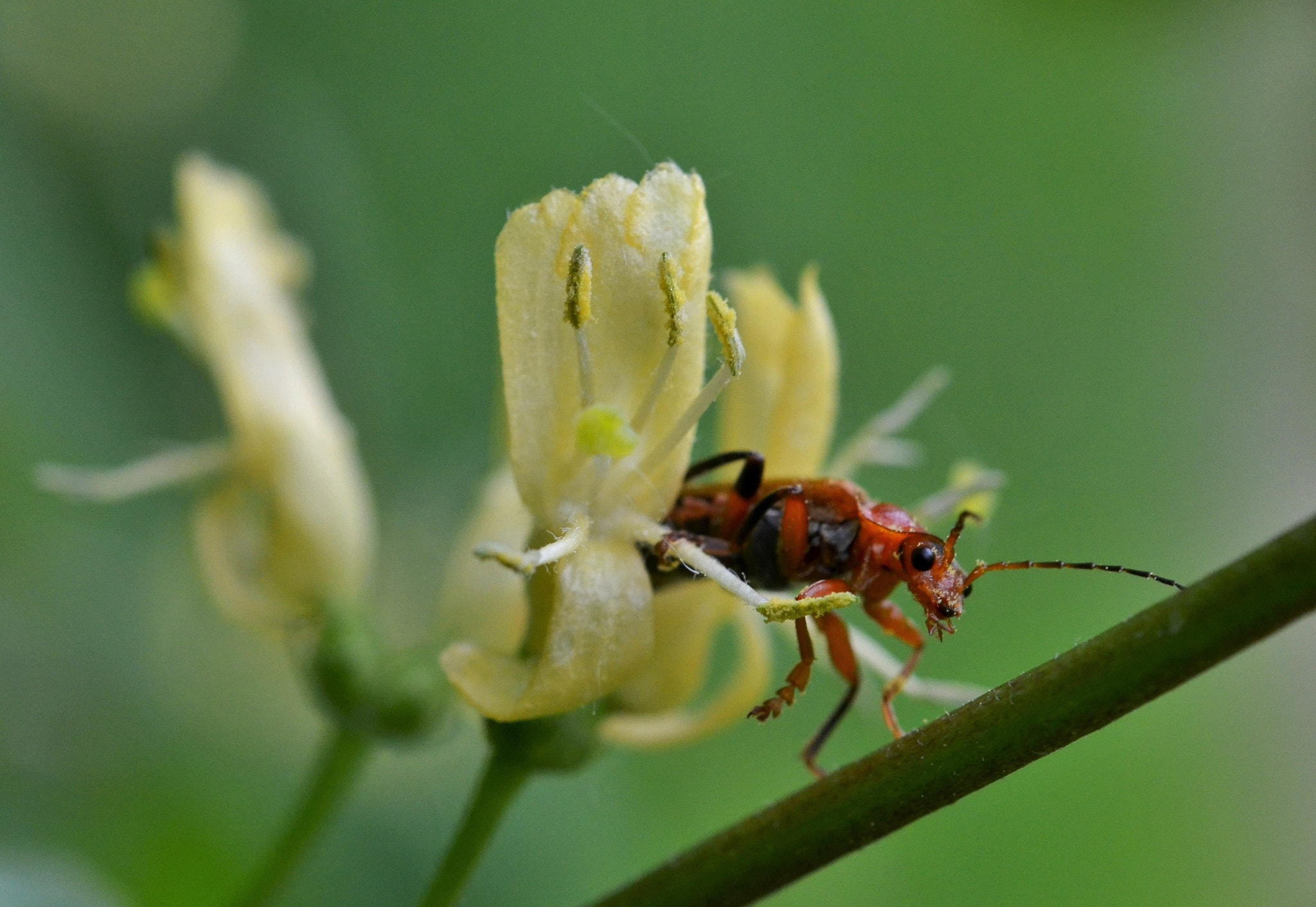 Nikon AF-S Micro-Nikkor 60mm F2.8G ED sample photo. "hello there..!!" :d photography