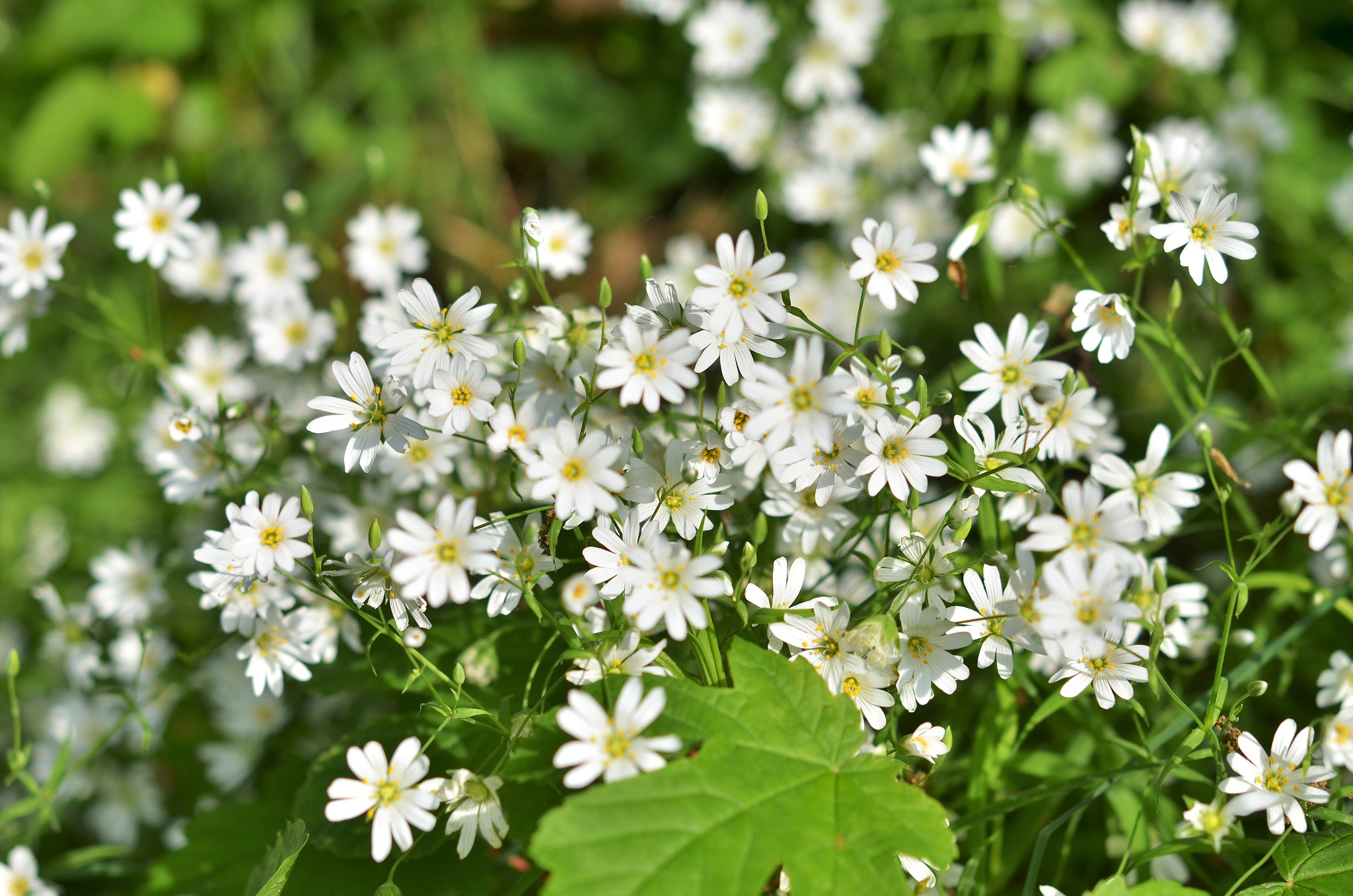 Nikon AF-S Micro-Nikkor 60mm F2.8G ED sample photo. Early spring. photography