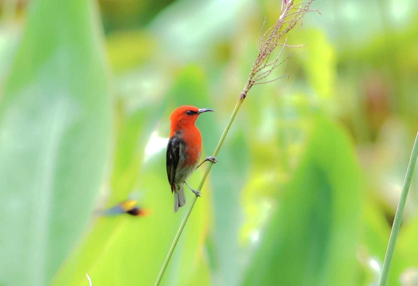 Sony a7R II + Sony FE 90mm F2.8 Macro G OSS sample photo. The red photography