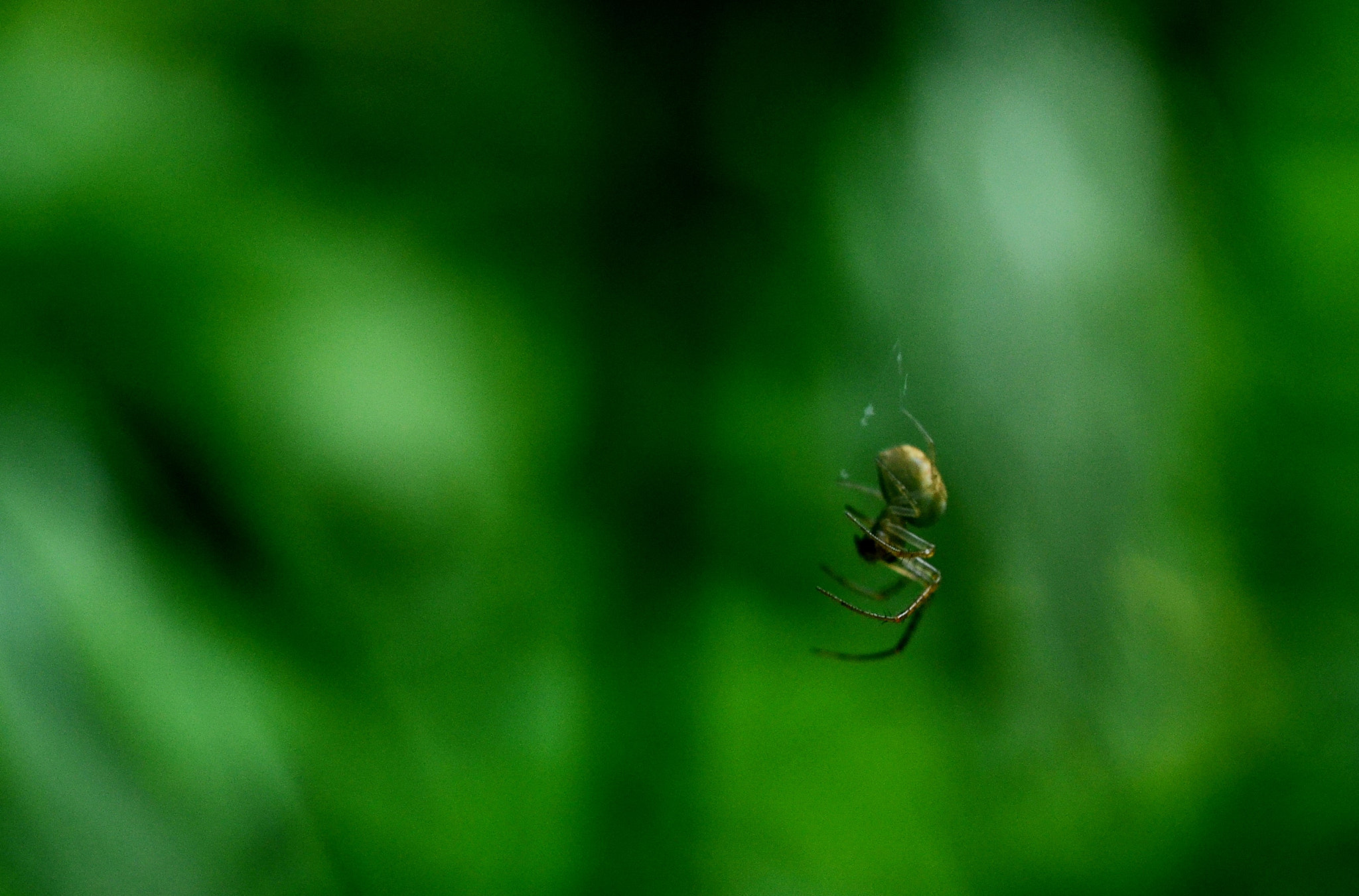 Nikon AF-S Micro-Nikkor 60mm F2.8G ED sample photo. Tiny spider. photography
