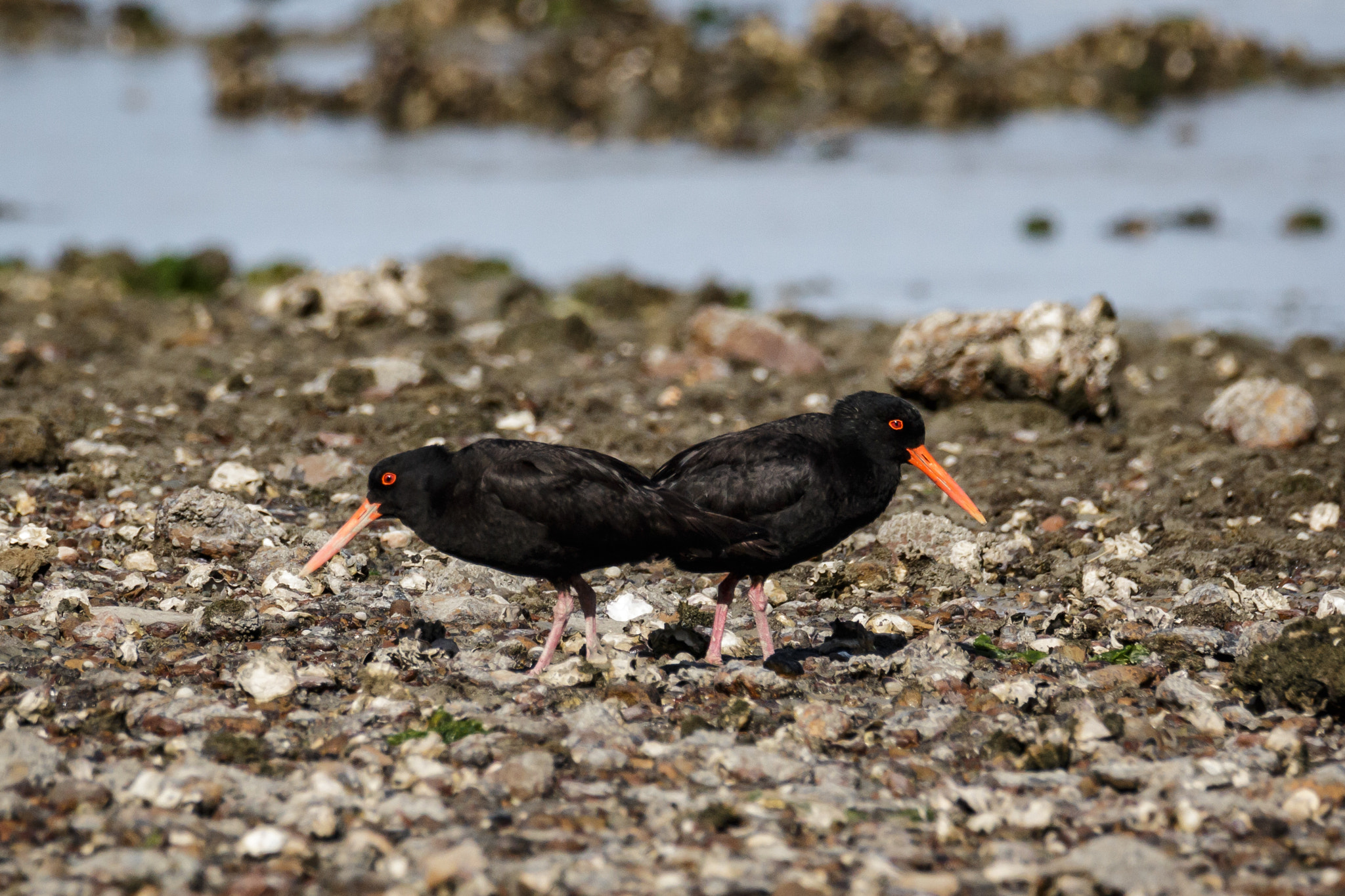 Sigma 150-600mm F5-6.3 DG OS HSM | C sample photo. Black oystercatcher (tōrea pango) photography