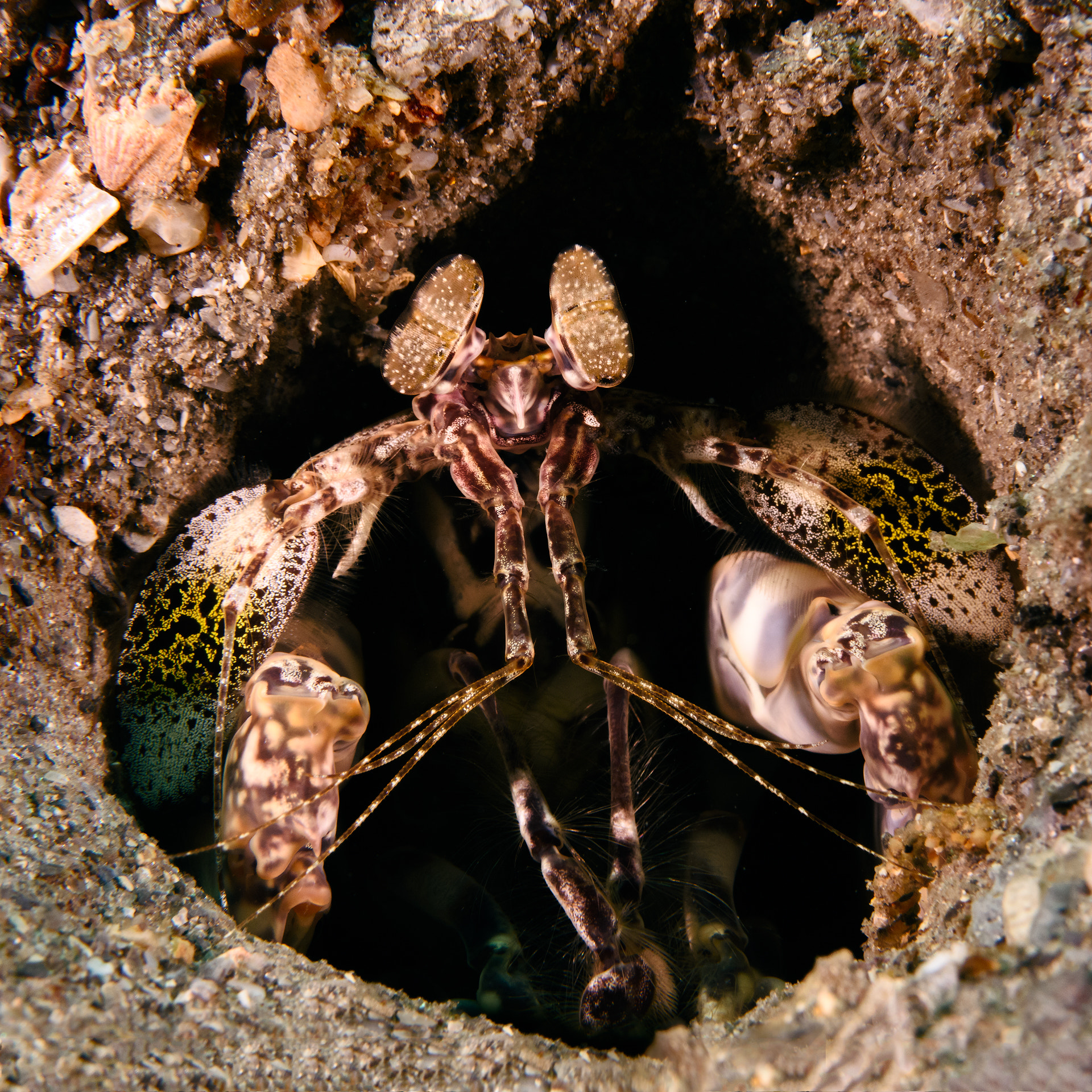 Nikon AF-S Micro-Nikkor 60mm F2.8G ED sample photo. Scaly-tailed mantis shrimp photography
