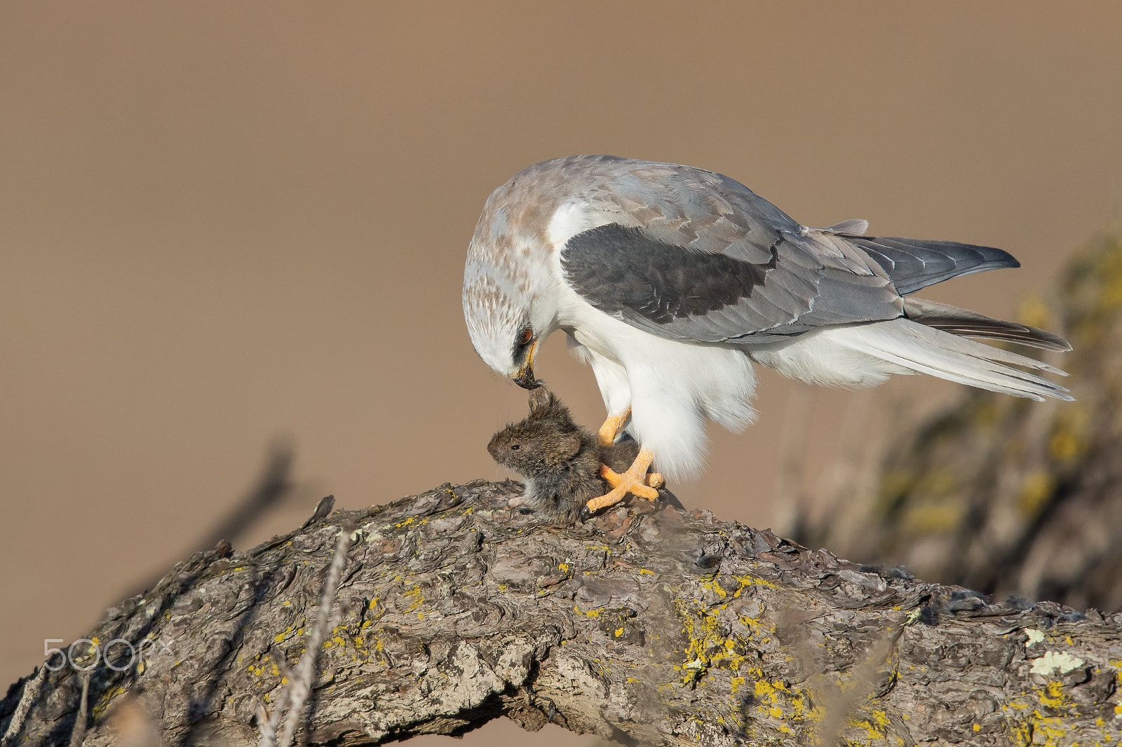 Canon EOS 7D Mark II + Canon EF 600mm F4L IS II USM sample photo. Terrifying moment photography