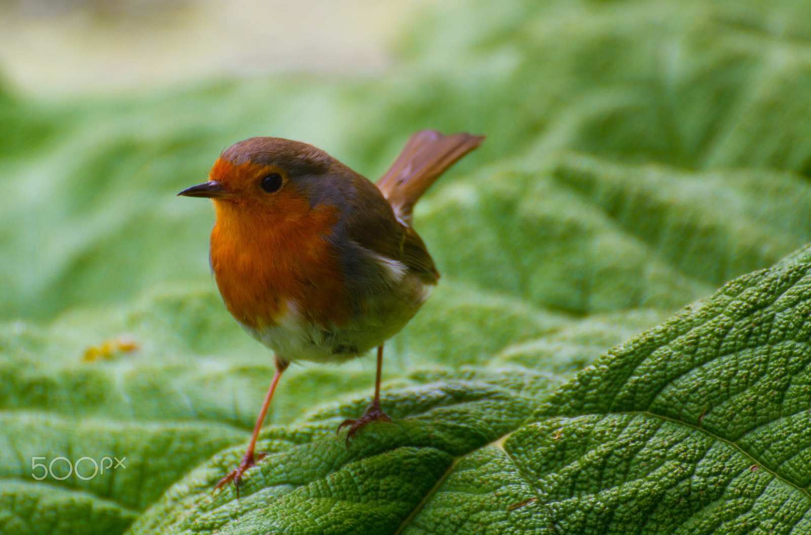 Tamron SP 35mm F1.8 Di VC USD sample photo. Robin on a leaf photography