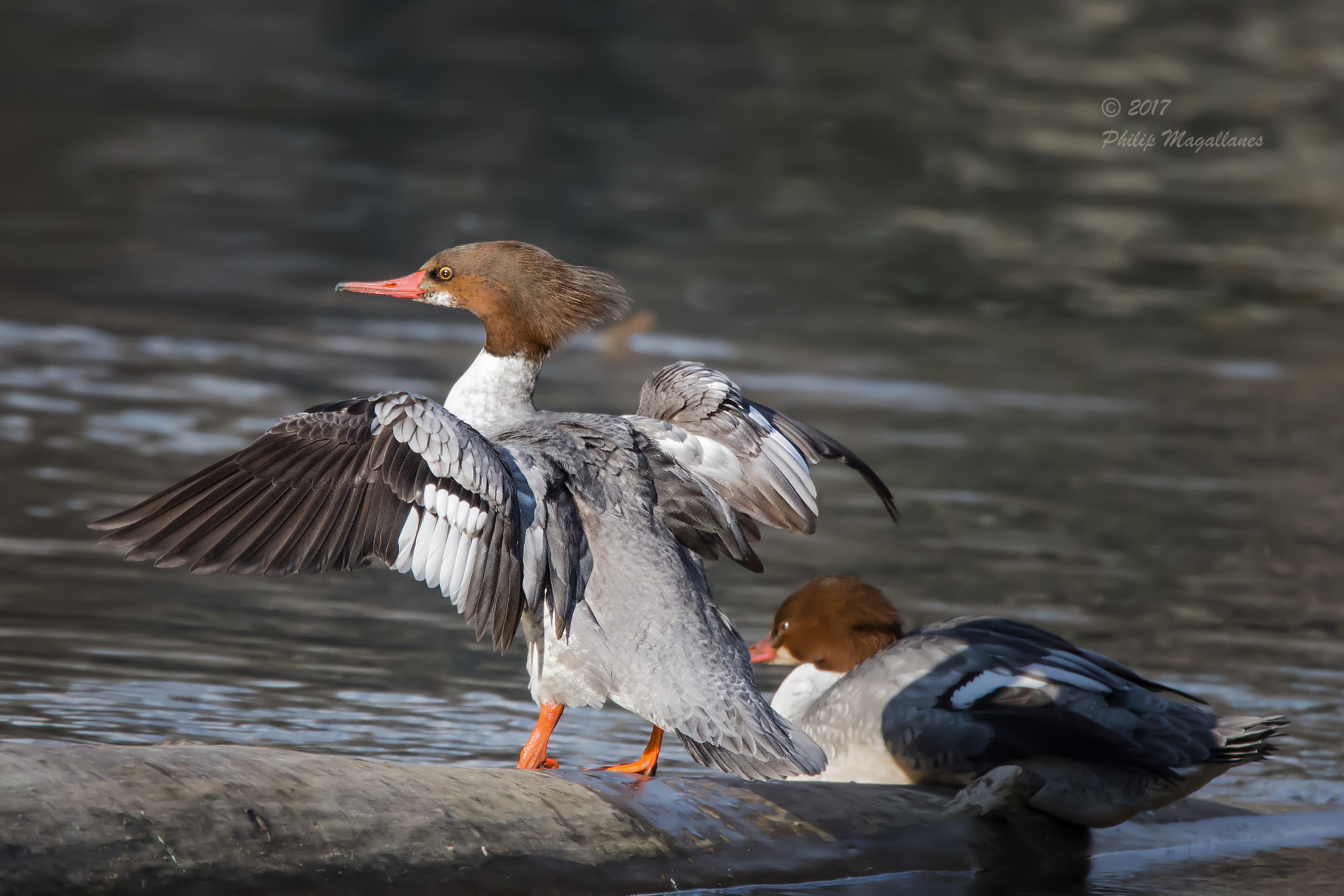 Nikon Nikkor AF-S 300mm F4E PF ED VR sample photo. Common merganser hen drying wings photography