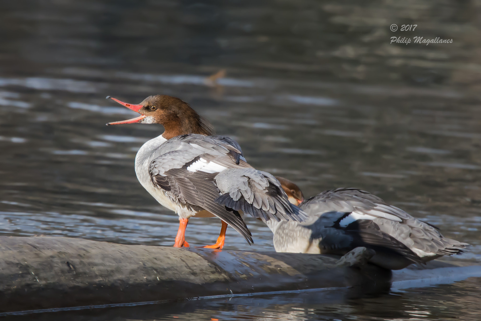 Nikon Nikkor AF-S 300mm F4E PF ED VR sample photo. Common merganser hens photography