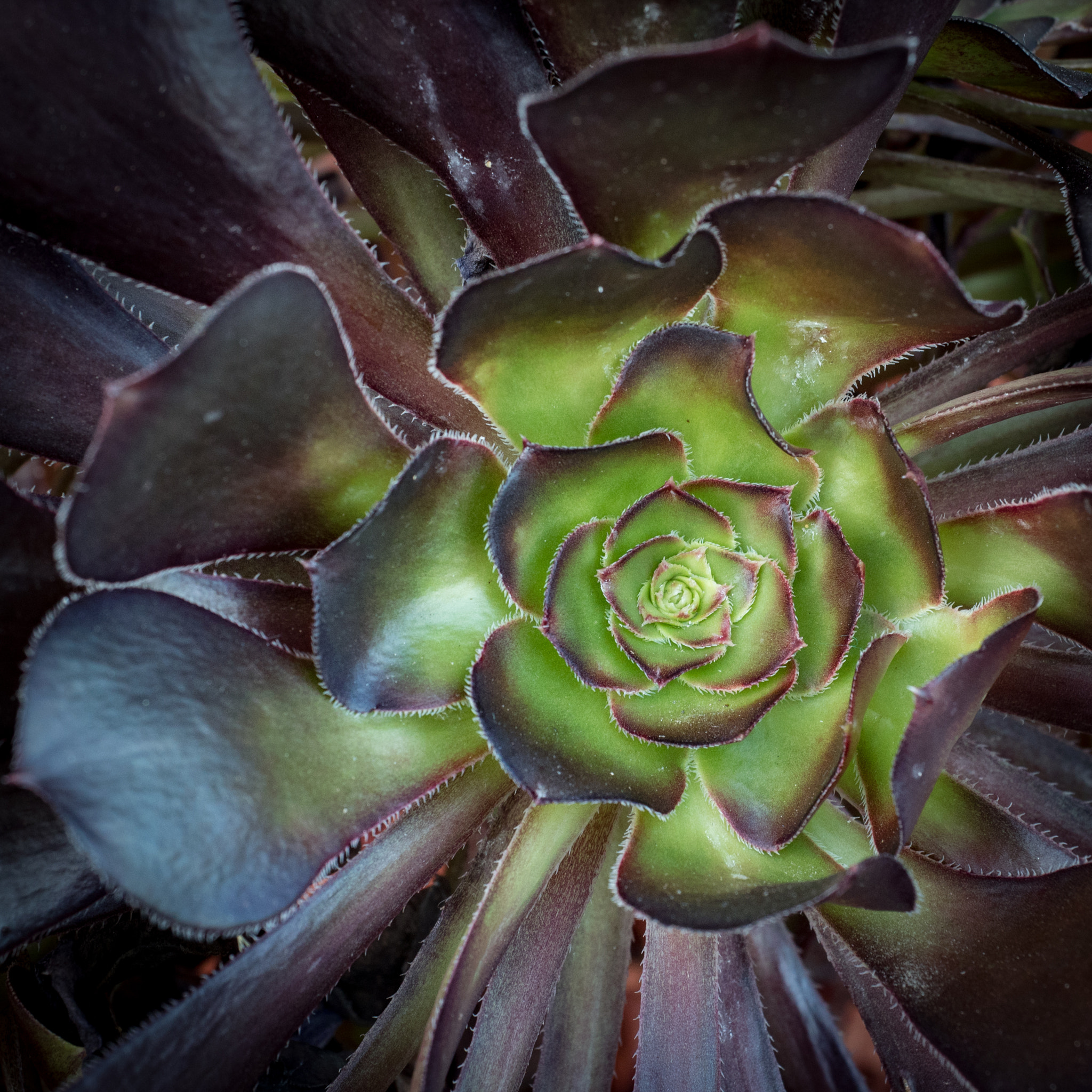 Panasonic Lumix DMC-GH4 + Olympus M.Zuiko Digital ED 12-40mm F2.8 Pro sample photo. Starshape photography