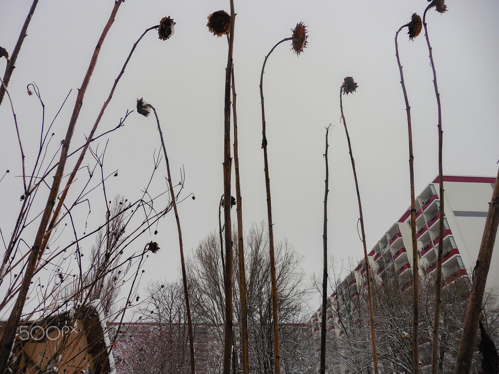 Panasonic DMC-TZ56 sample photo. Urban garden in winter's sleep photography