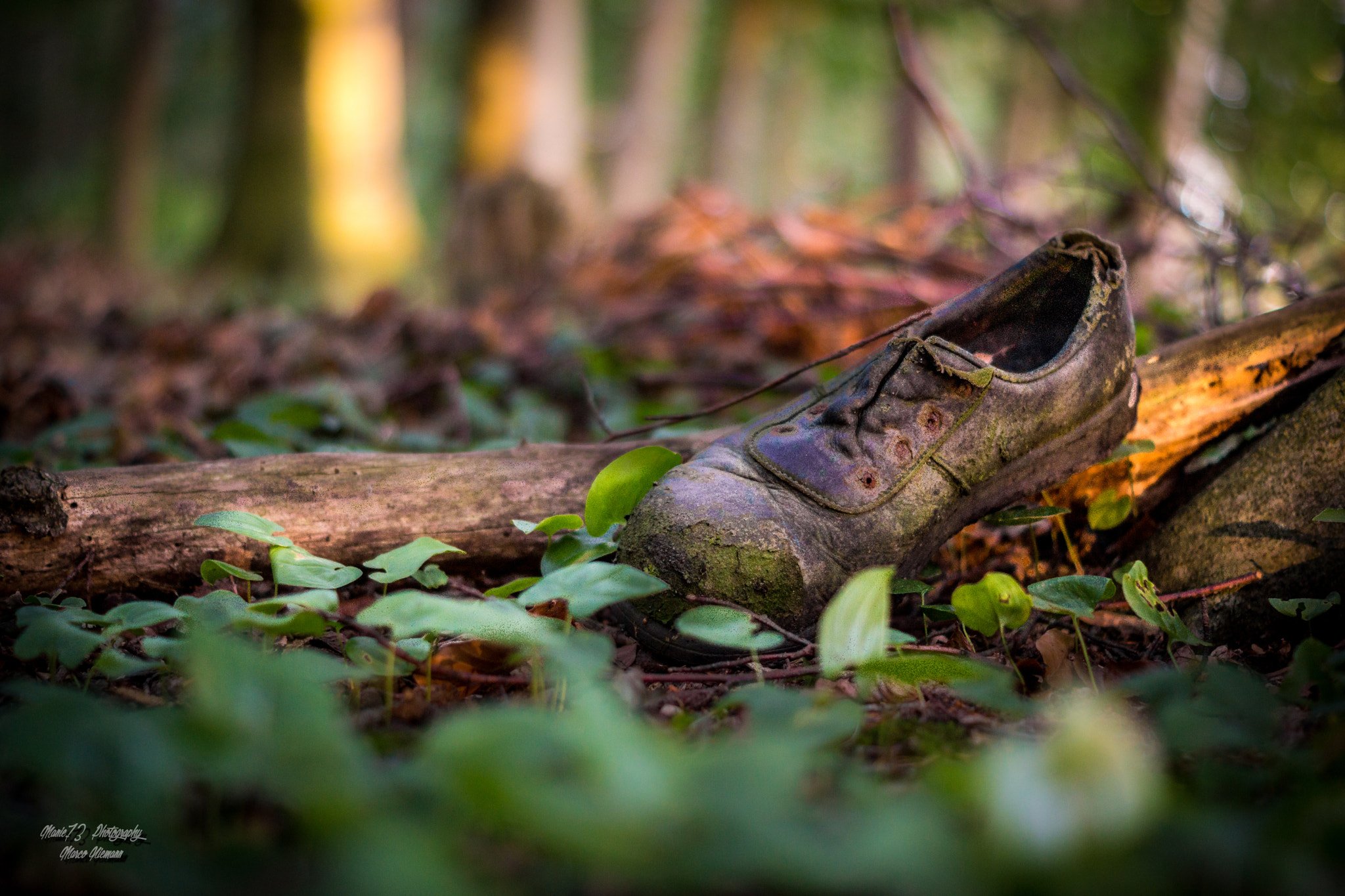 Sony SLT-A77 + Sony DT 50mm F1.8 SAM sample photo. A forest in germany... photography
