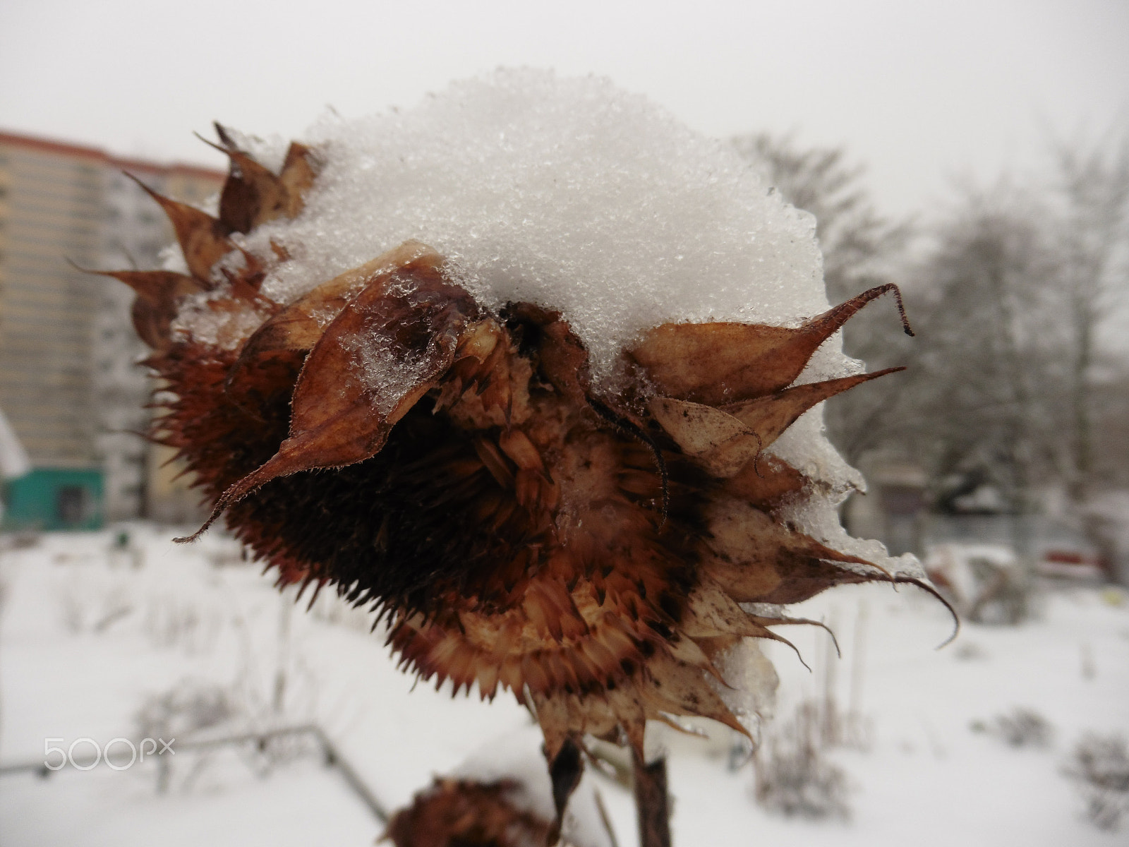 Panasonic DMC-TZ56 sample photo. Urban garden in winter's sleep photography