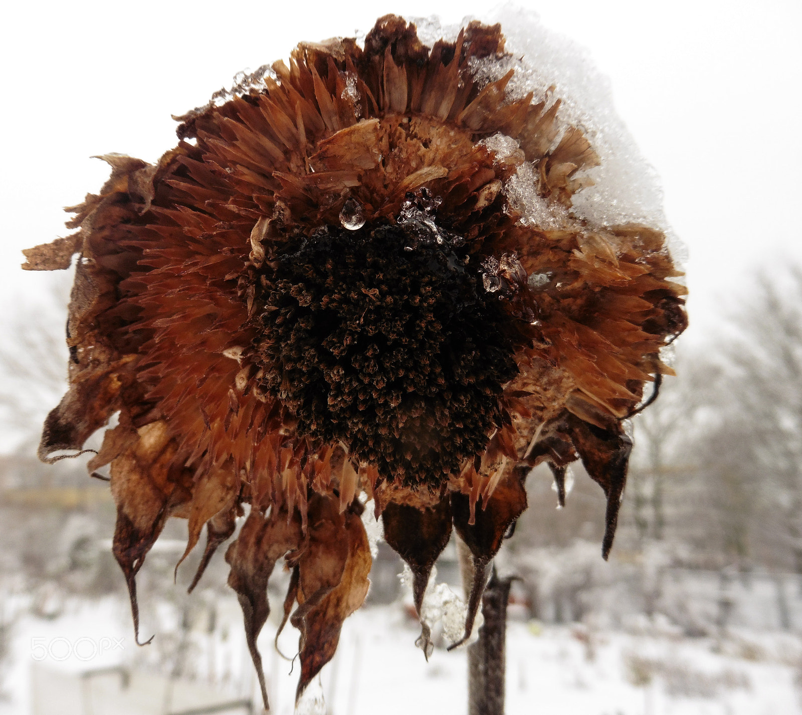 Panasonic DMC-TZ56 sample photo. Urban garden in winter's sleep photography